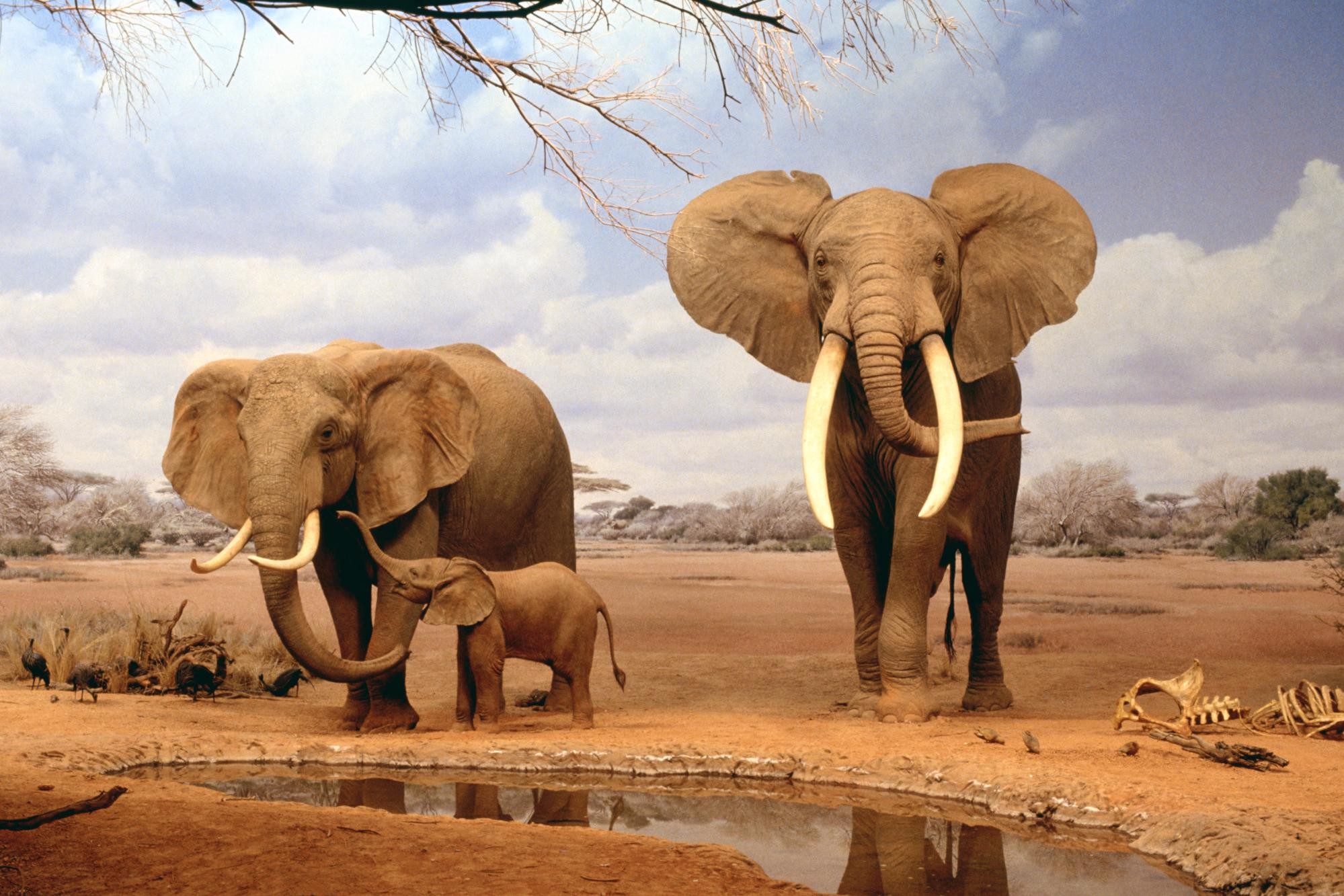 1999x1333 Africa Elephants Summer Animals Desktop Wallpaper Full HD Wallpapers  