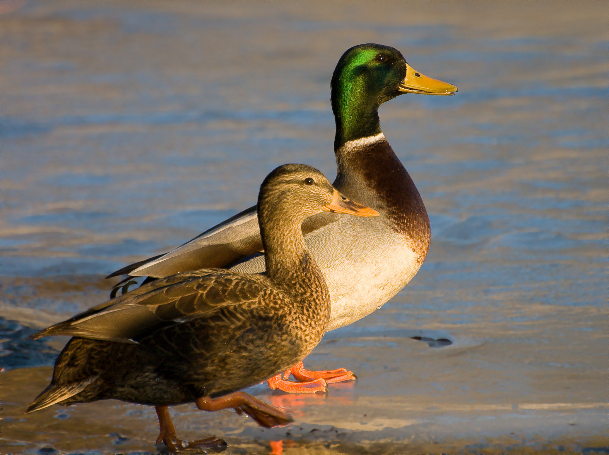 2080x1556 mallard ducks