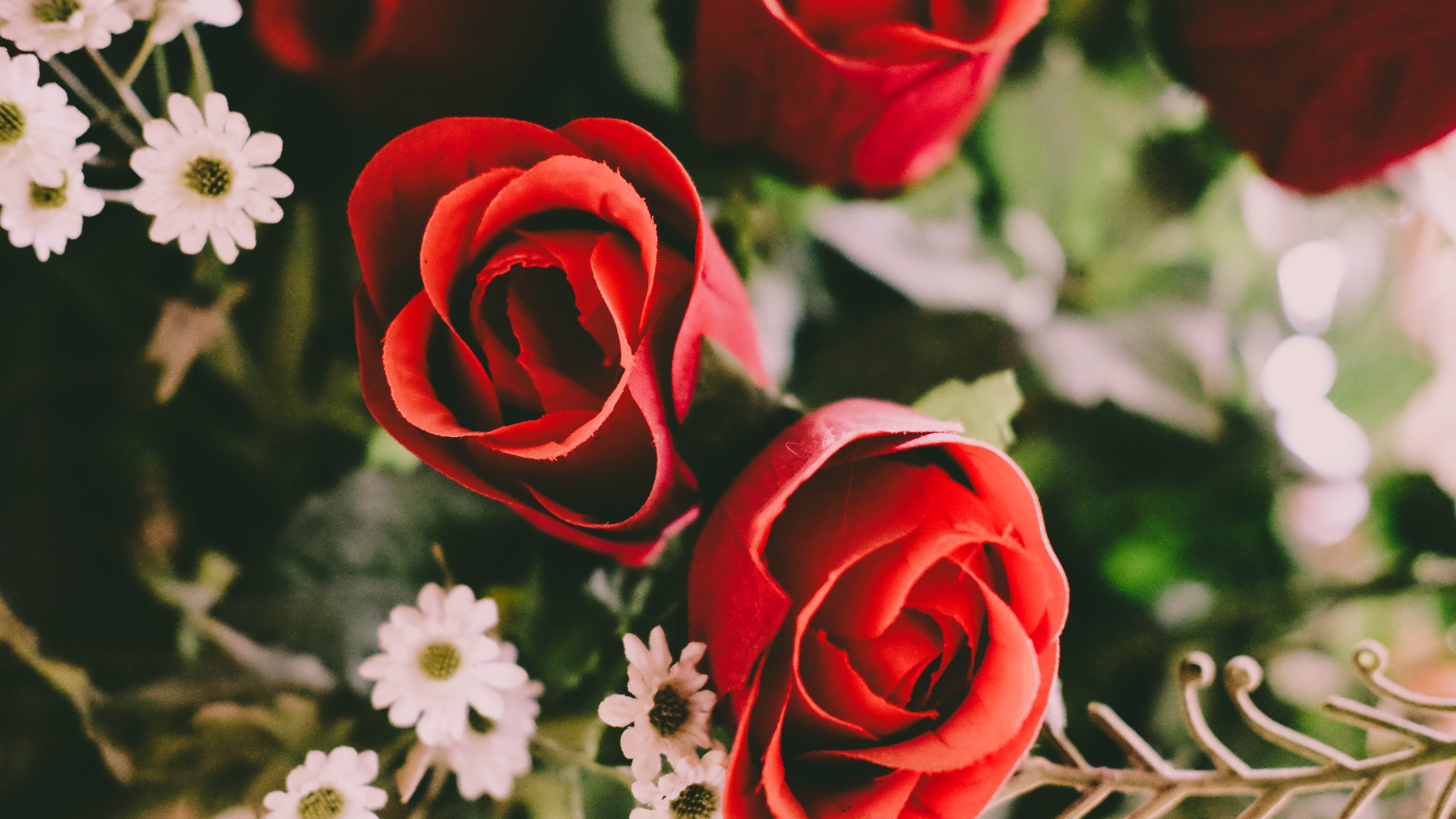 3840x2160 Red Roses