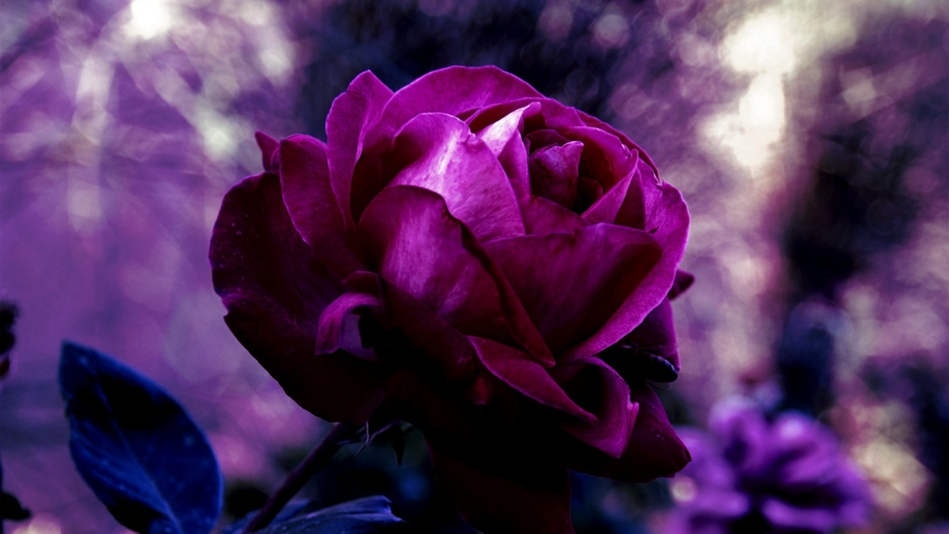 1920x1080  Wallpaper rose, bud, drop, evening, blurring