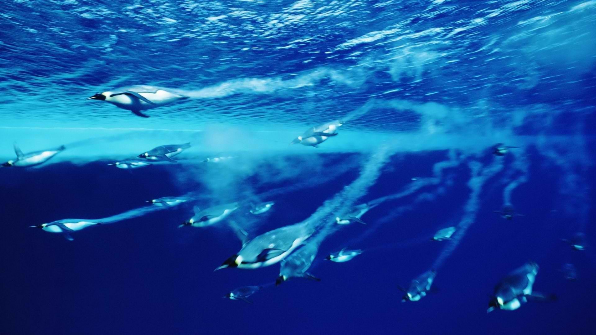 1920x1080 Diving Penguins Deep Blue Water Wallpaper