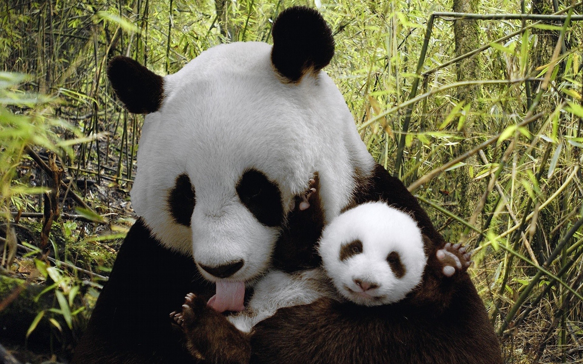 1920x1200 Cute Baby Panda. Baby panda hd wallpaper ...