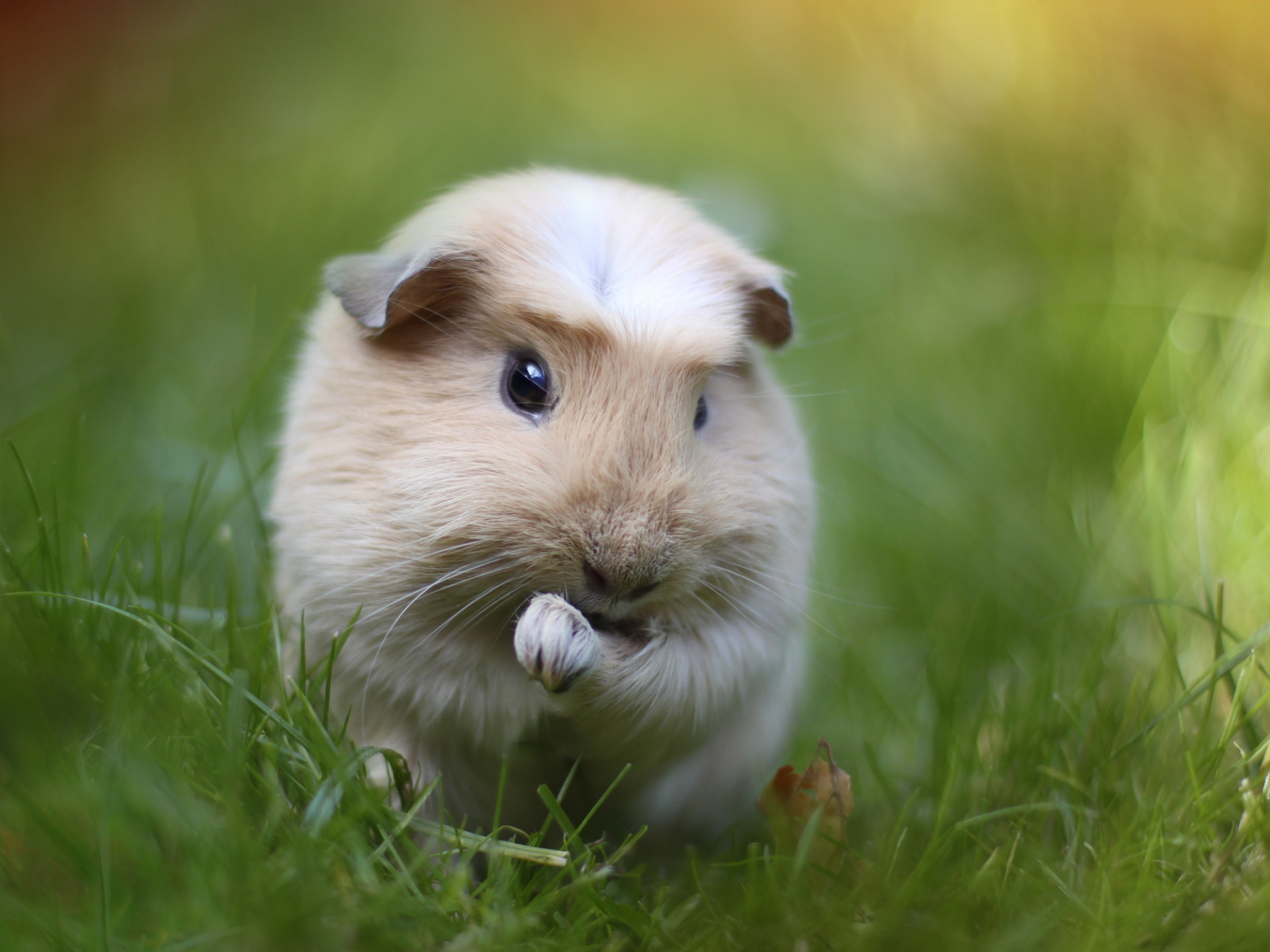 2800x2100 Guinea pig rodent