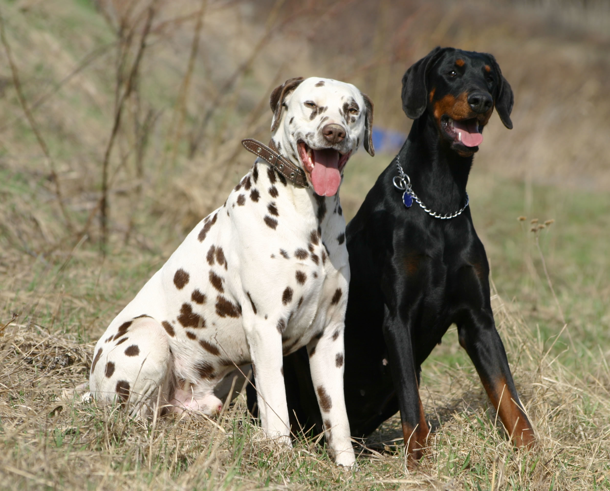 2496x2007 Dalmatian and Labrador mix. Dalmatian dog with patches