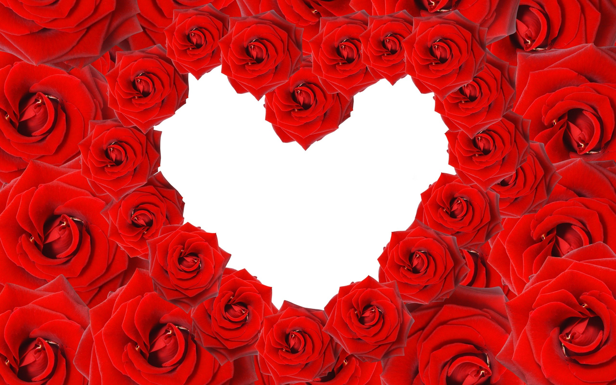 2560x1600 Red Roses & Love Heart Wallpapers