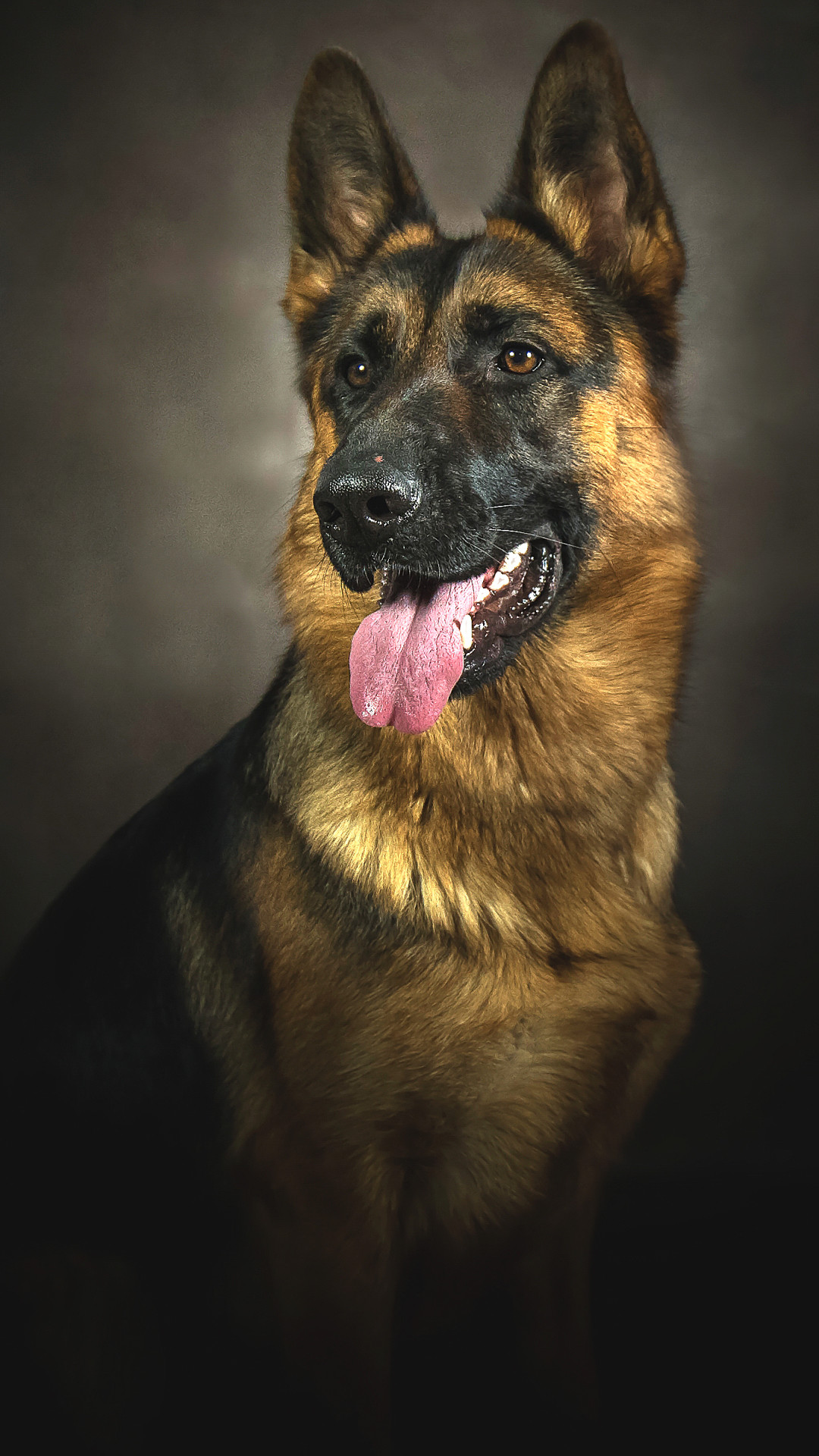1080x1920 Animal German Shepherd Dogs Dog Portrait. Wallpaper 654137