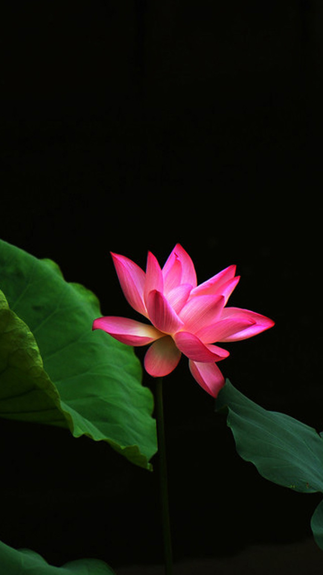 1080x1920 Red Lotus Flower Galaxy Note 3 Wallpapers