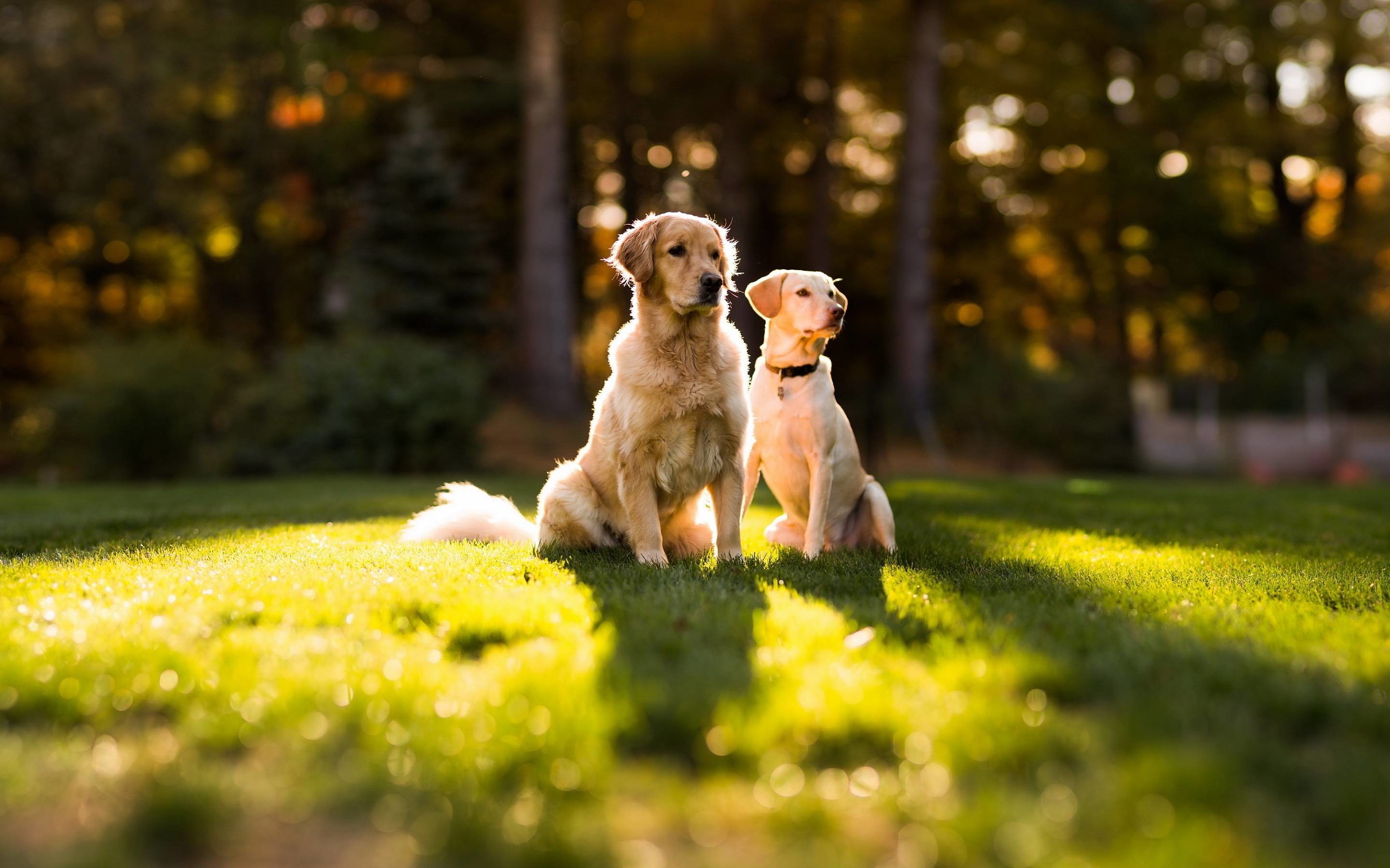 2880x1800 Golden retriever dogs Wallpapers | Pictures