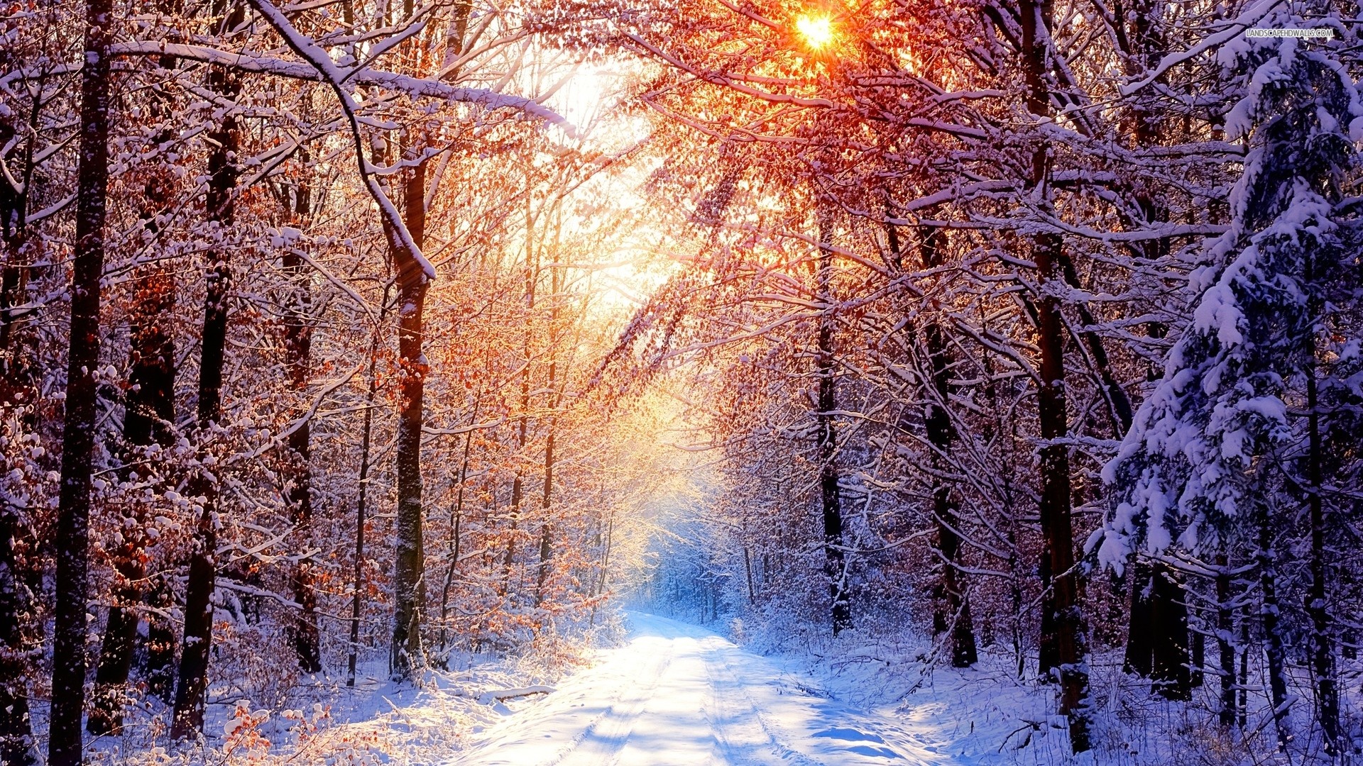 1920x1080 Winter Road in Forest wallpaper  1080p .