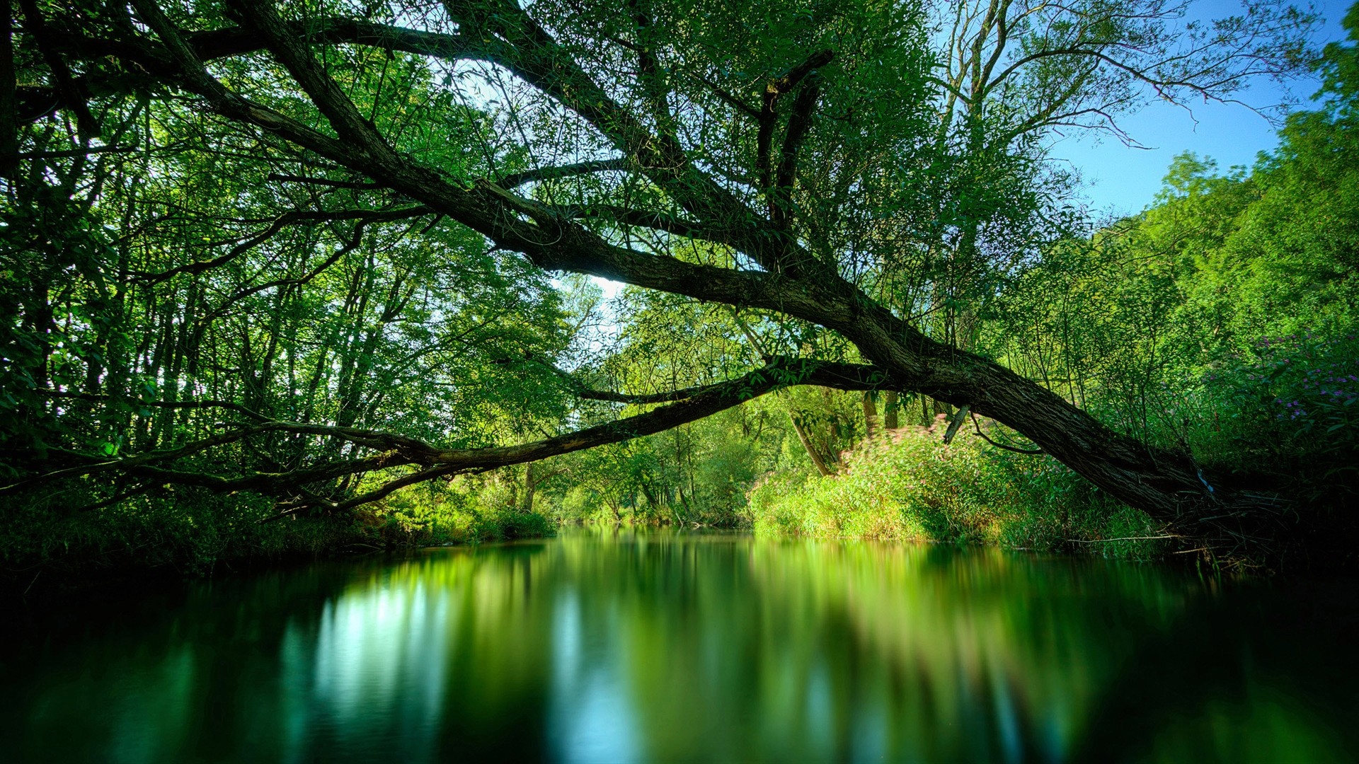 1920x1080 Tree Over The Water Beautiful Wallpaper 