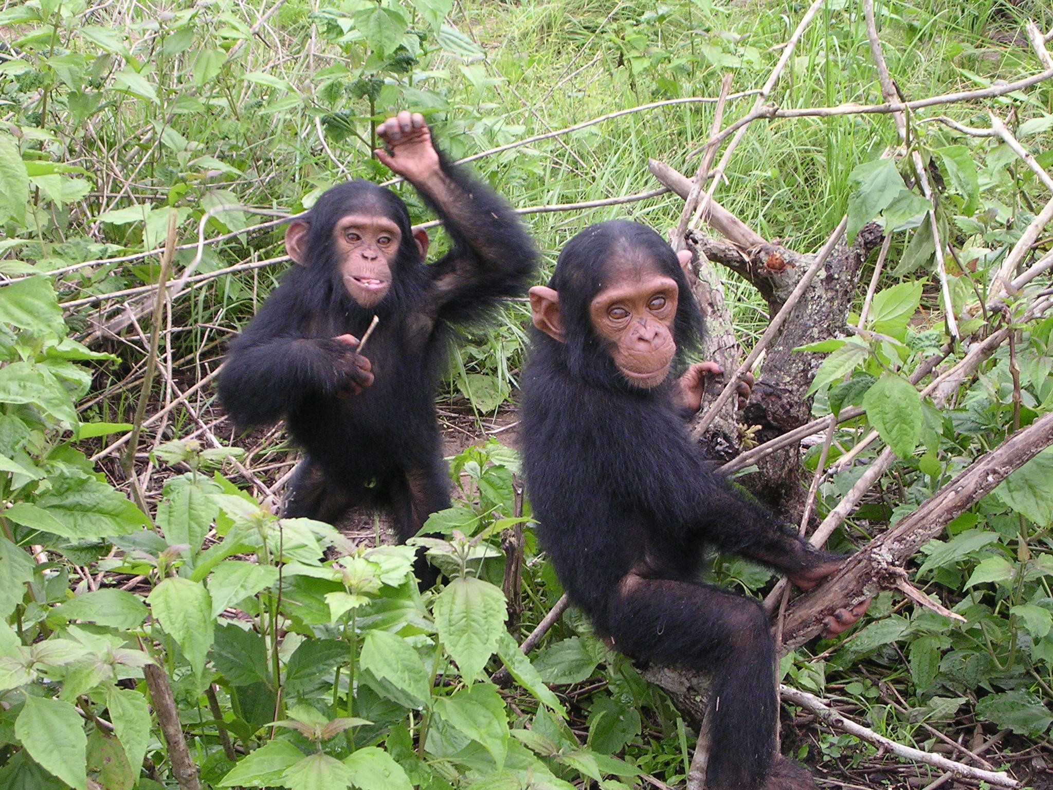 2048x1536 Chimpanzee
