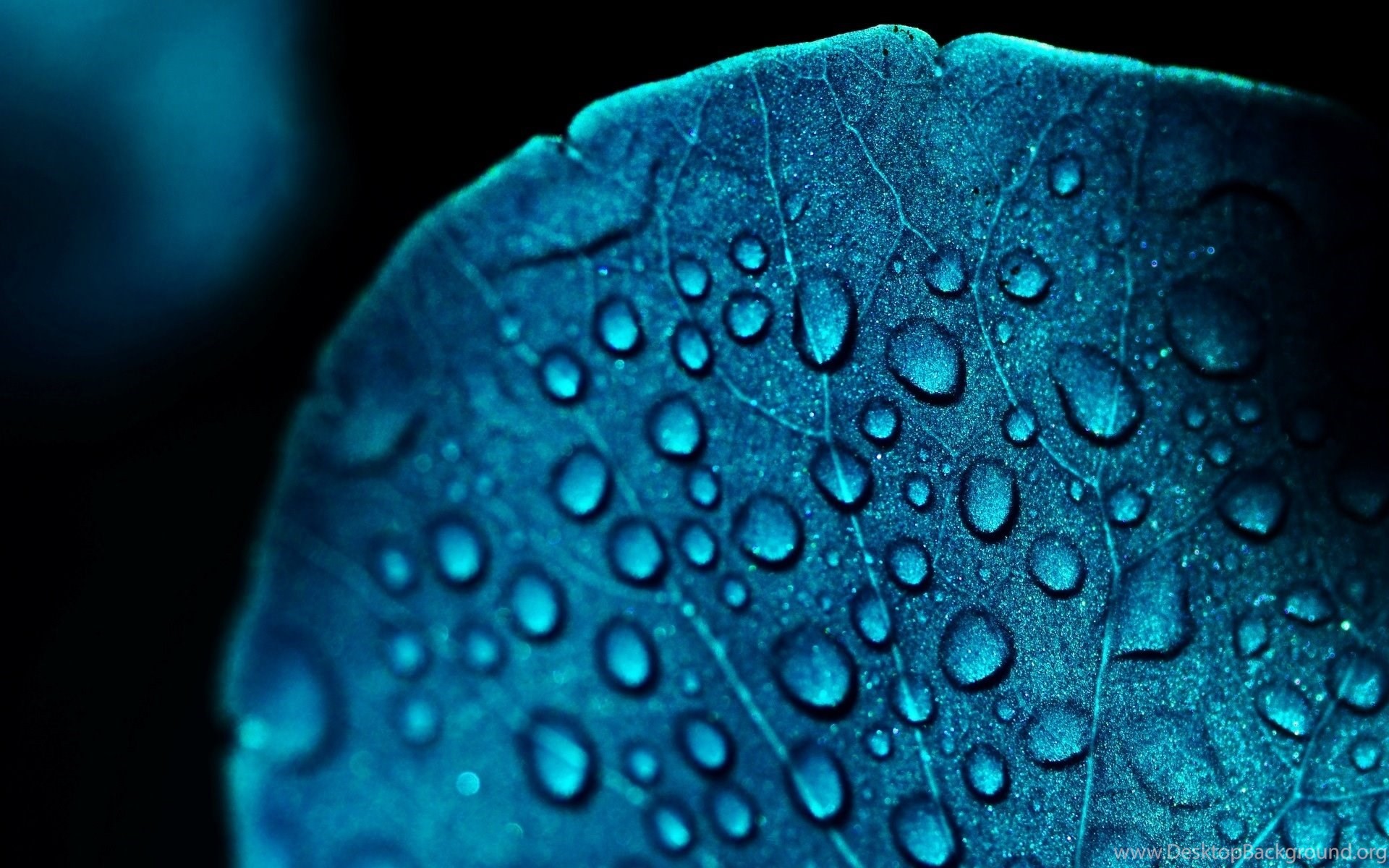 1920x1200 Macro Blue Leaf Water Drops Cool HD Wallpapers