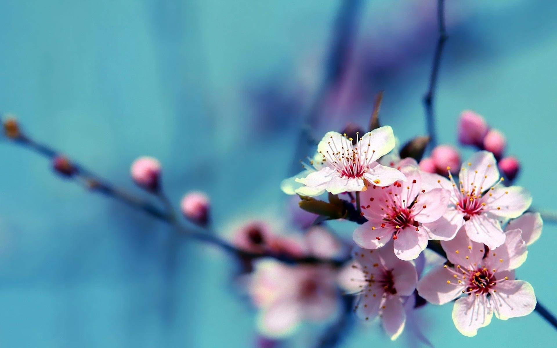 1920x1200 Beautiful Flowers Wallpapers (34 Wallpapers)