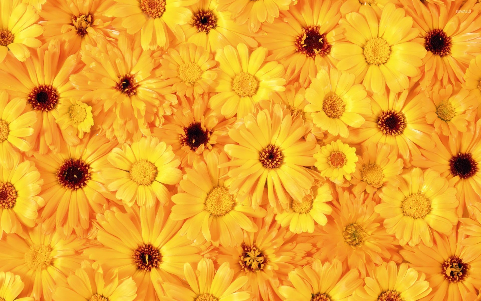 1920x1200 Yellow daisies wallpaper