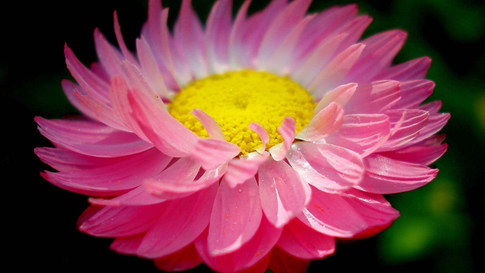 2048x1152 Close up, pink daisy, bloom,  wallpaper