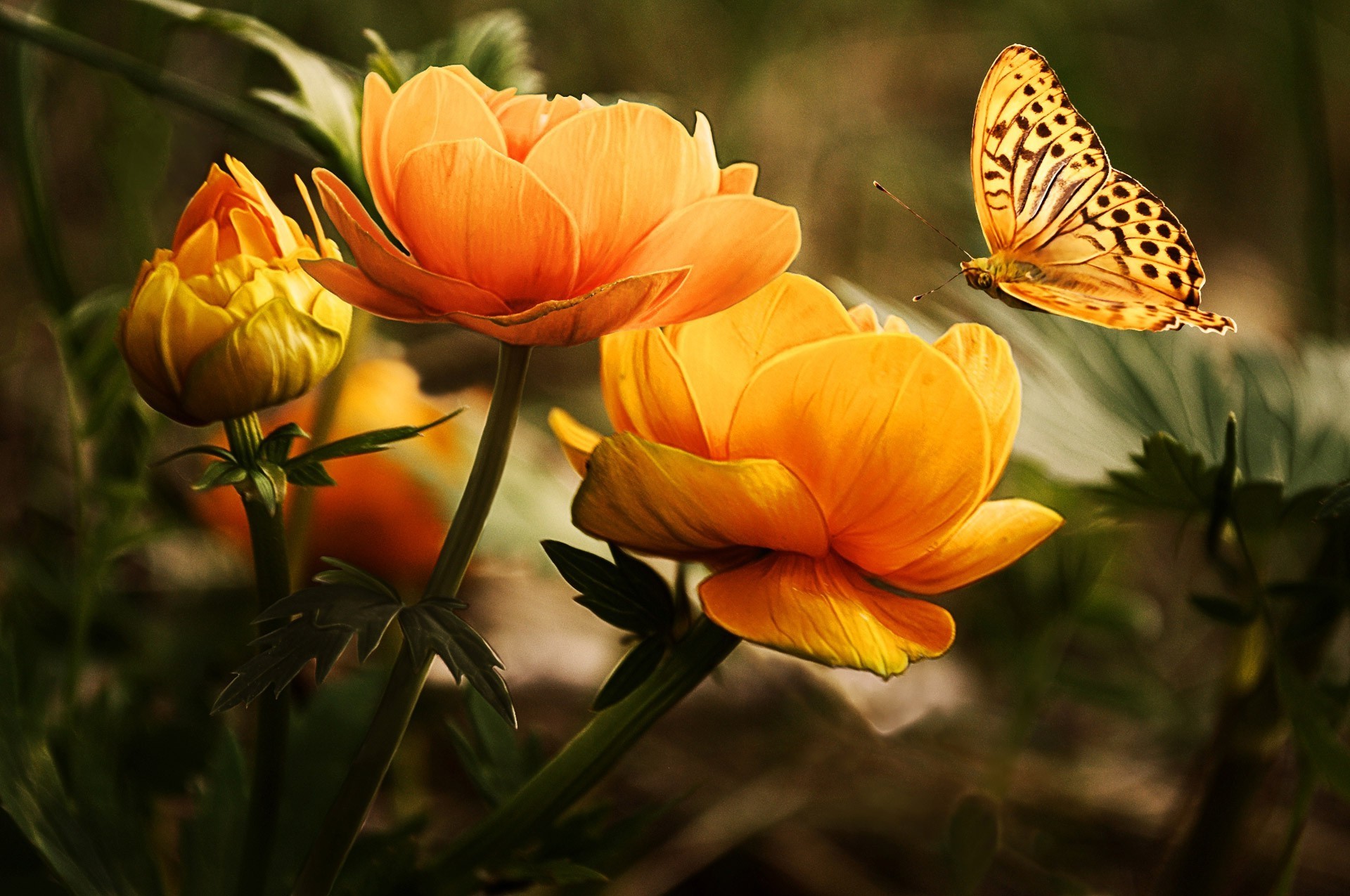 1920x1275 butterfly, Flowers, Nature, Insect, Yellow Flowers Wallpapers HD / Desktop  and Mobile Backgrounds