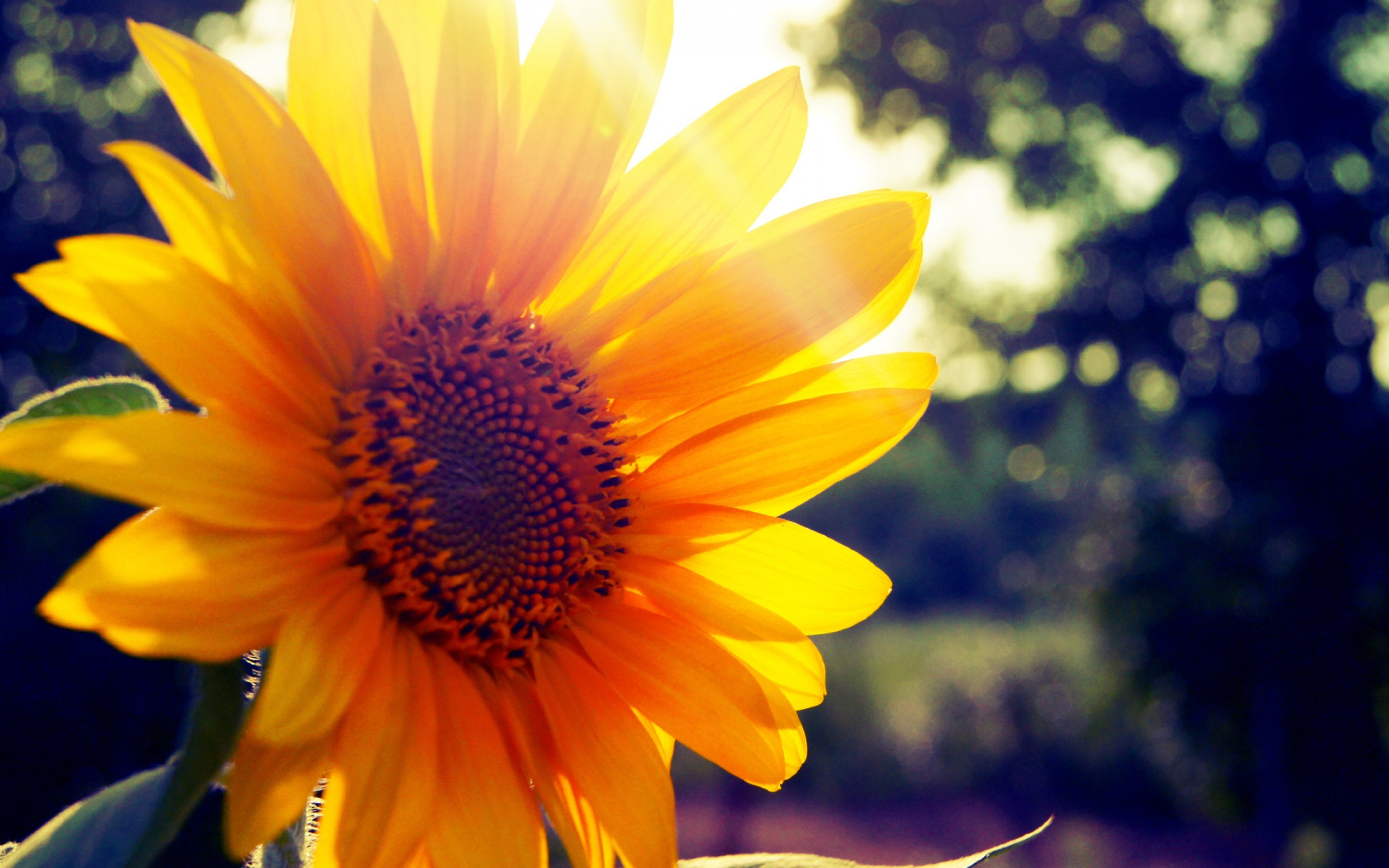 2880x1800 Sunflower Desktop Wallpapers and Artwork | page 2