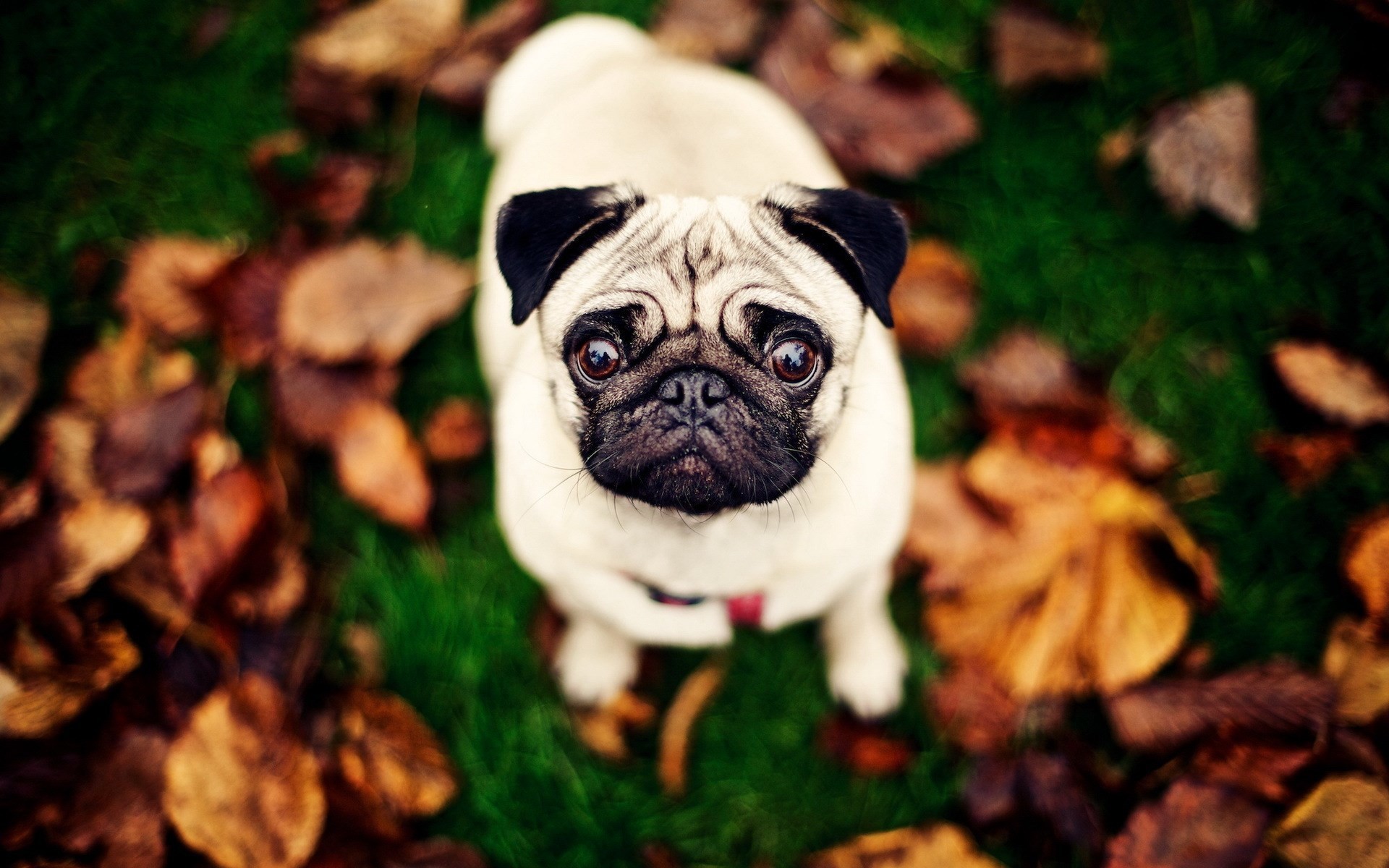 1920x1200 Pugs images Pug Autumn wallpaper HD wallpaper and background photos