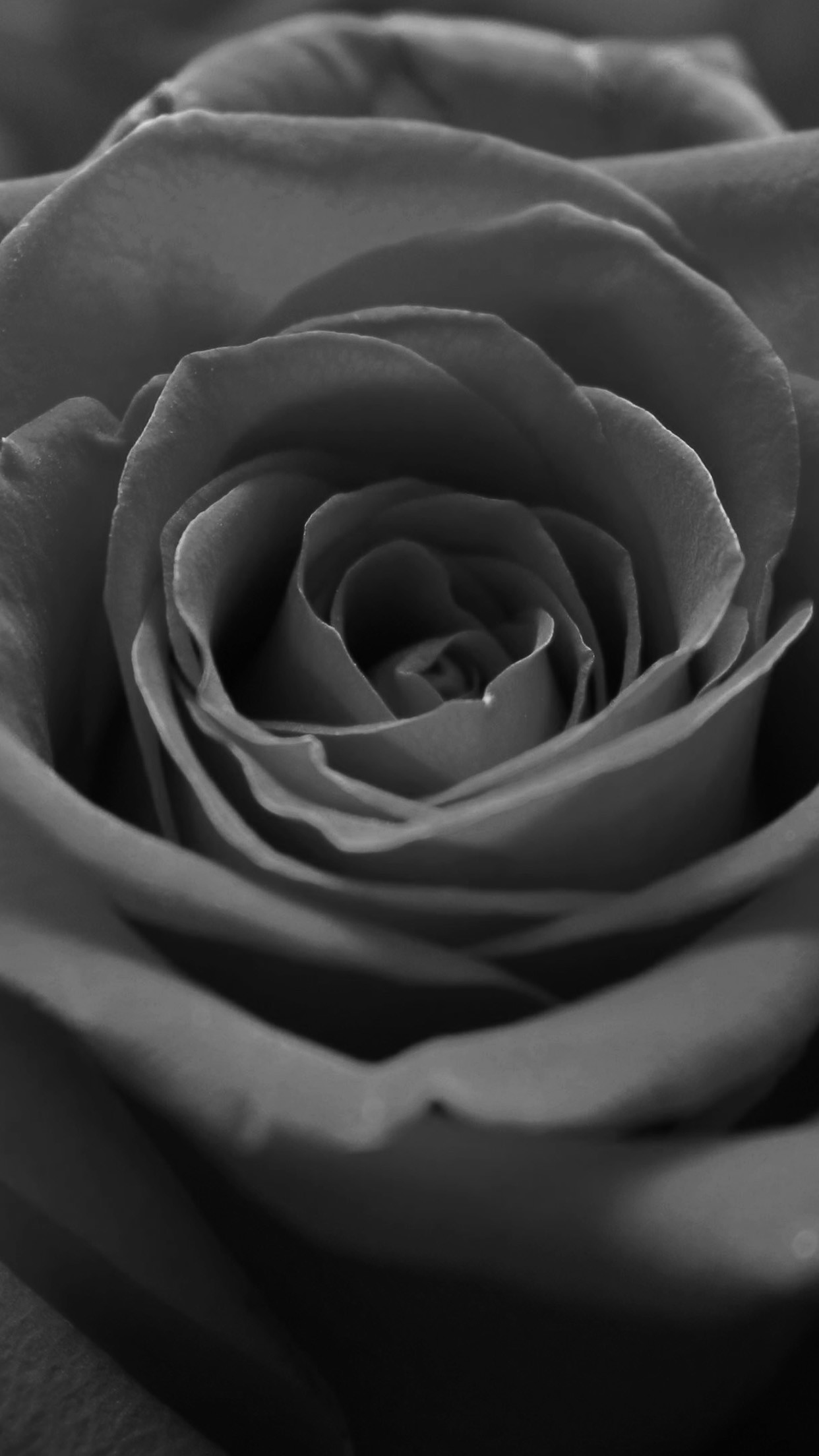 1242x2208 Black And White Macro Rose Flower Grey Dark Android Wallpaper ...