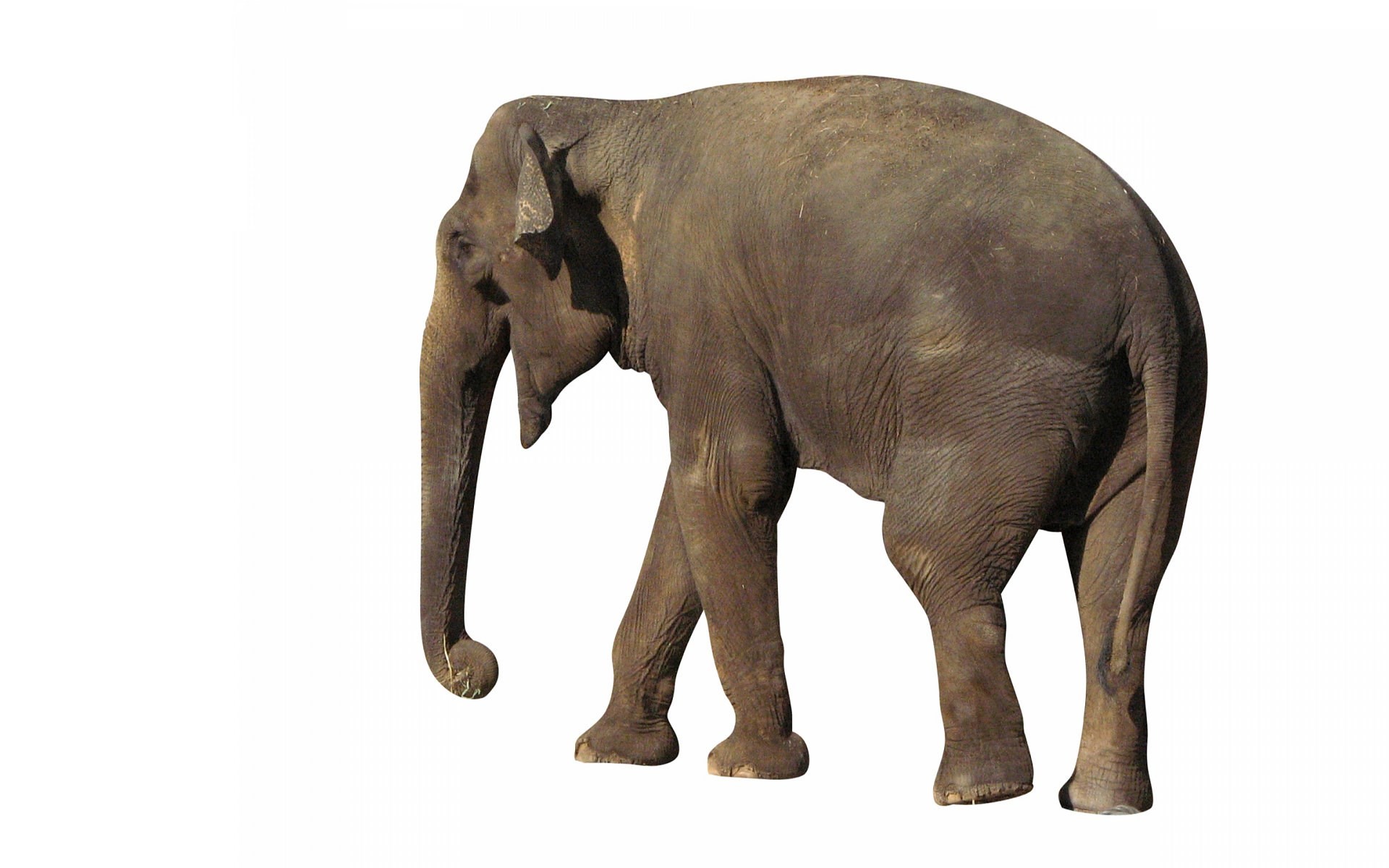 1920x1200 Wallpaper for Desktop: elephant