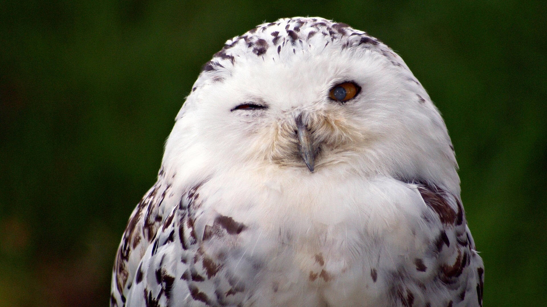 1920x1080 Free-Backgrounds-White-Owl-Widescreen
