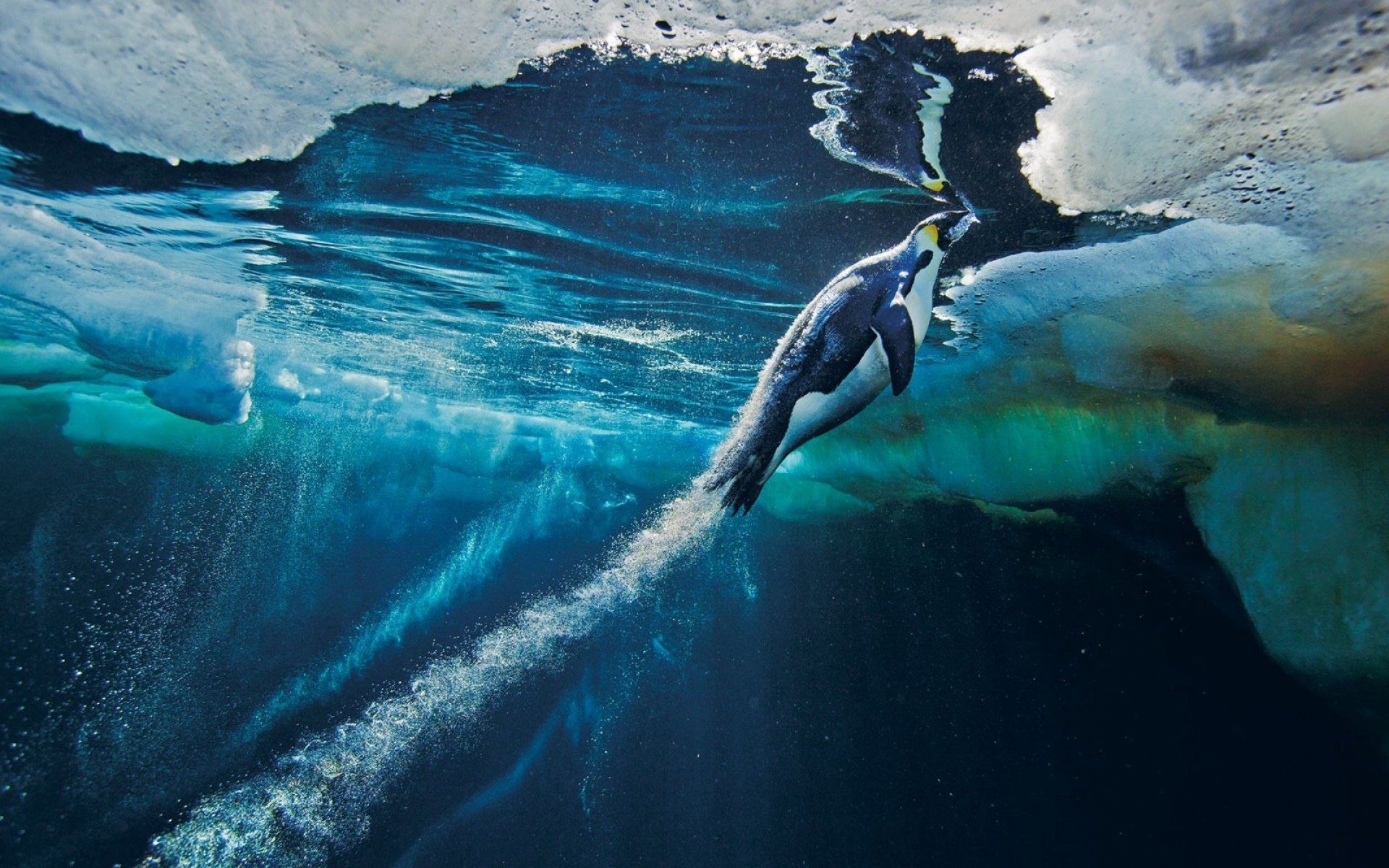 1920x1200 National geographic underwater speed wallpaper nature launch penguins ice  desktop.