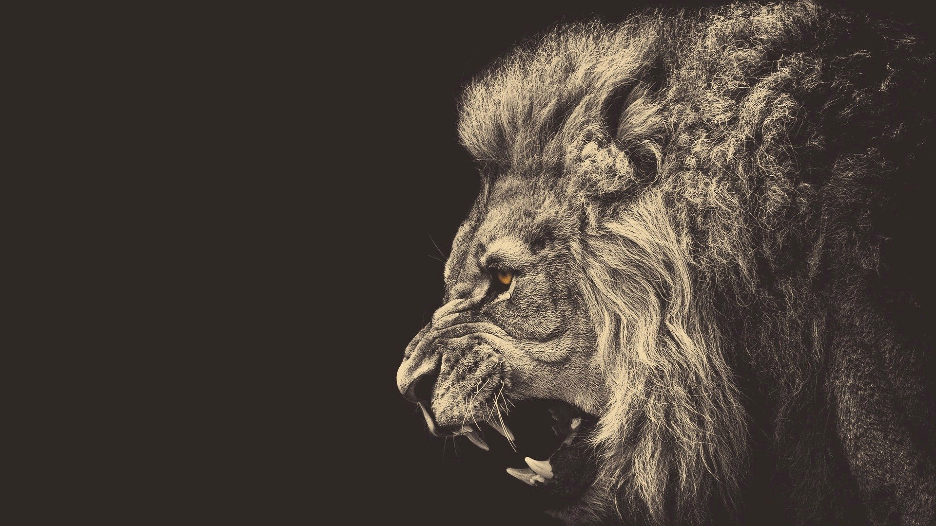 1920x1080 The head of the evil lion, gray background