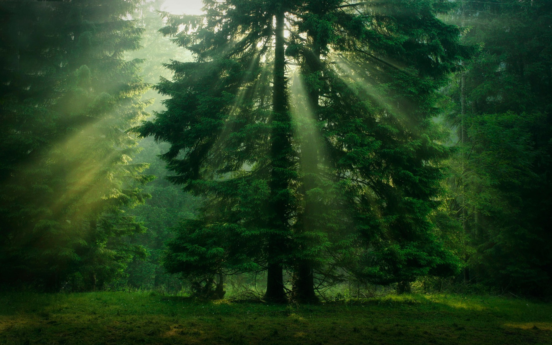 1920x1200 trees, Sunlight, Green, Forest Wallpapers HD / Desktop and Mobile  Backgrounds