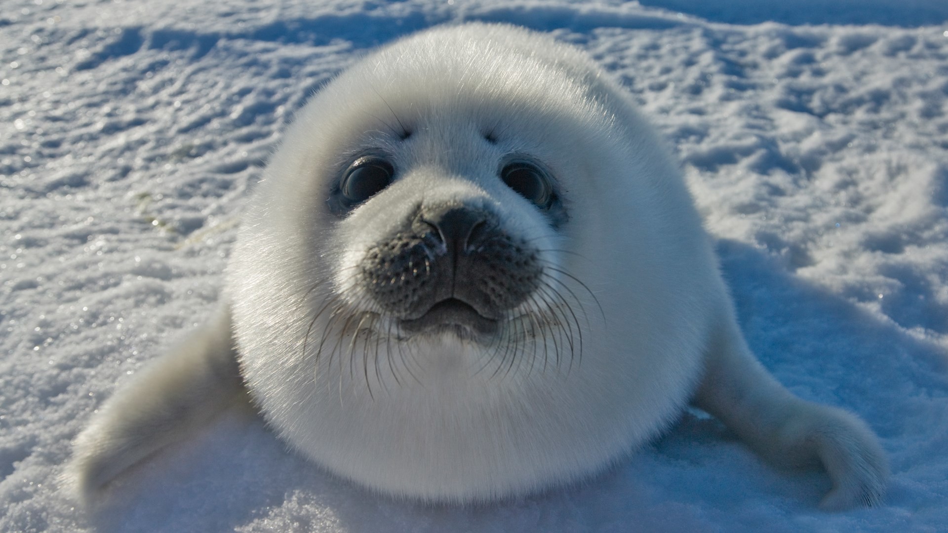 Discover more than 71 seal wallpaper latest - in.cdgdbentre
