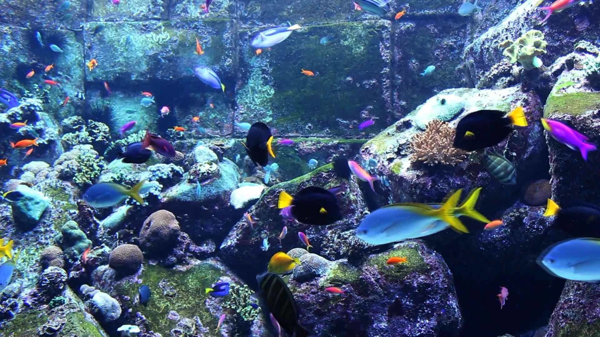 1920x1080 3 HOURS of Beautiful Coral Reef Fish, Relaxing Ocean Fish, Aquarium Fish  Tank & Relax Music 1080p HD - YouTube
