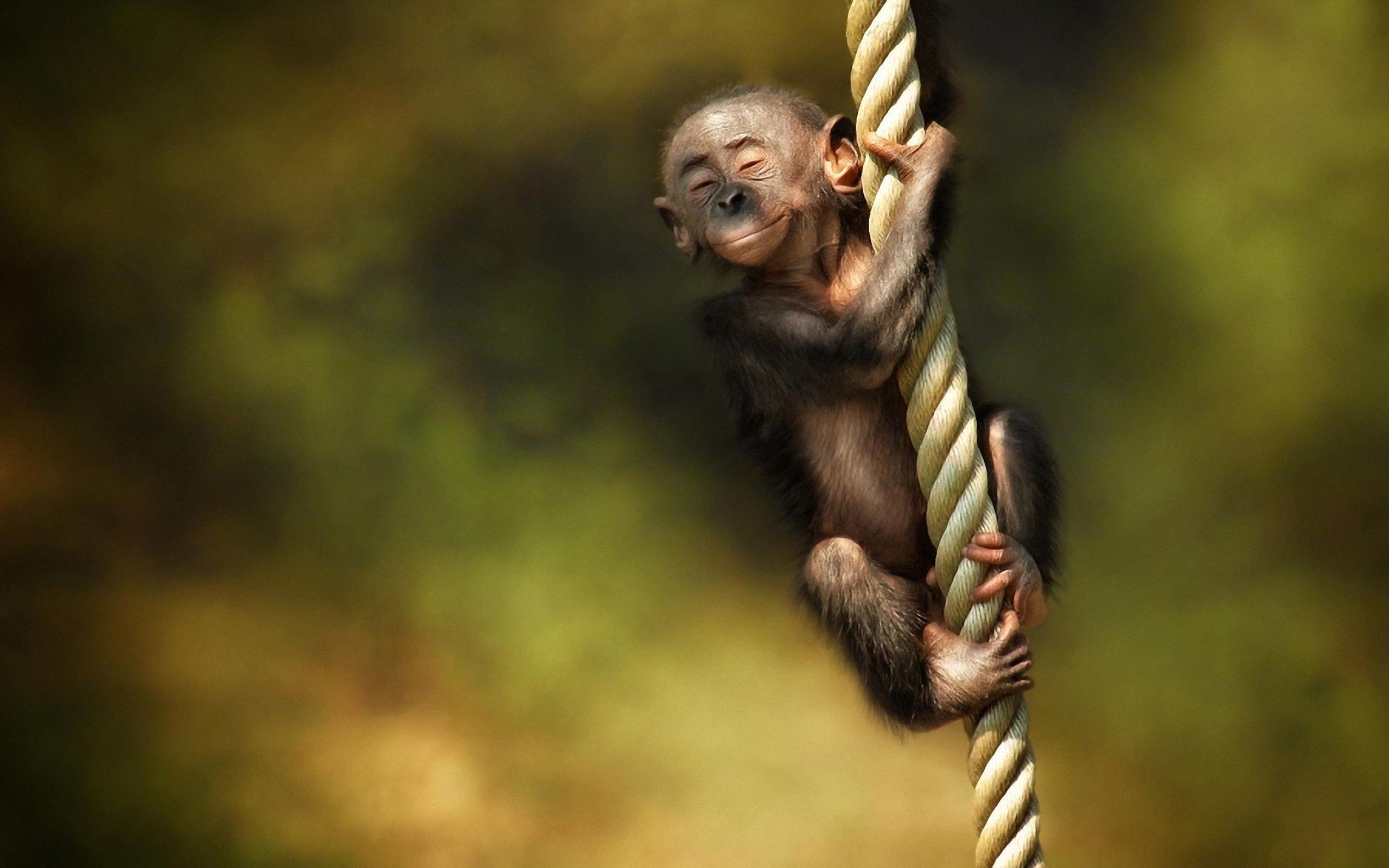2560x1600 Download Little Monkey Cute Animal Wallpaper Desktop #52442 (1401 .