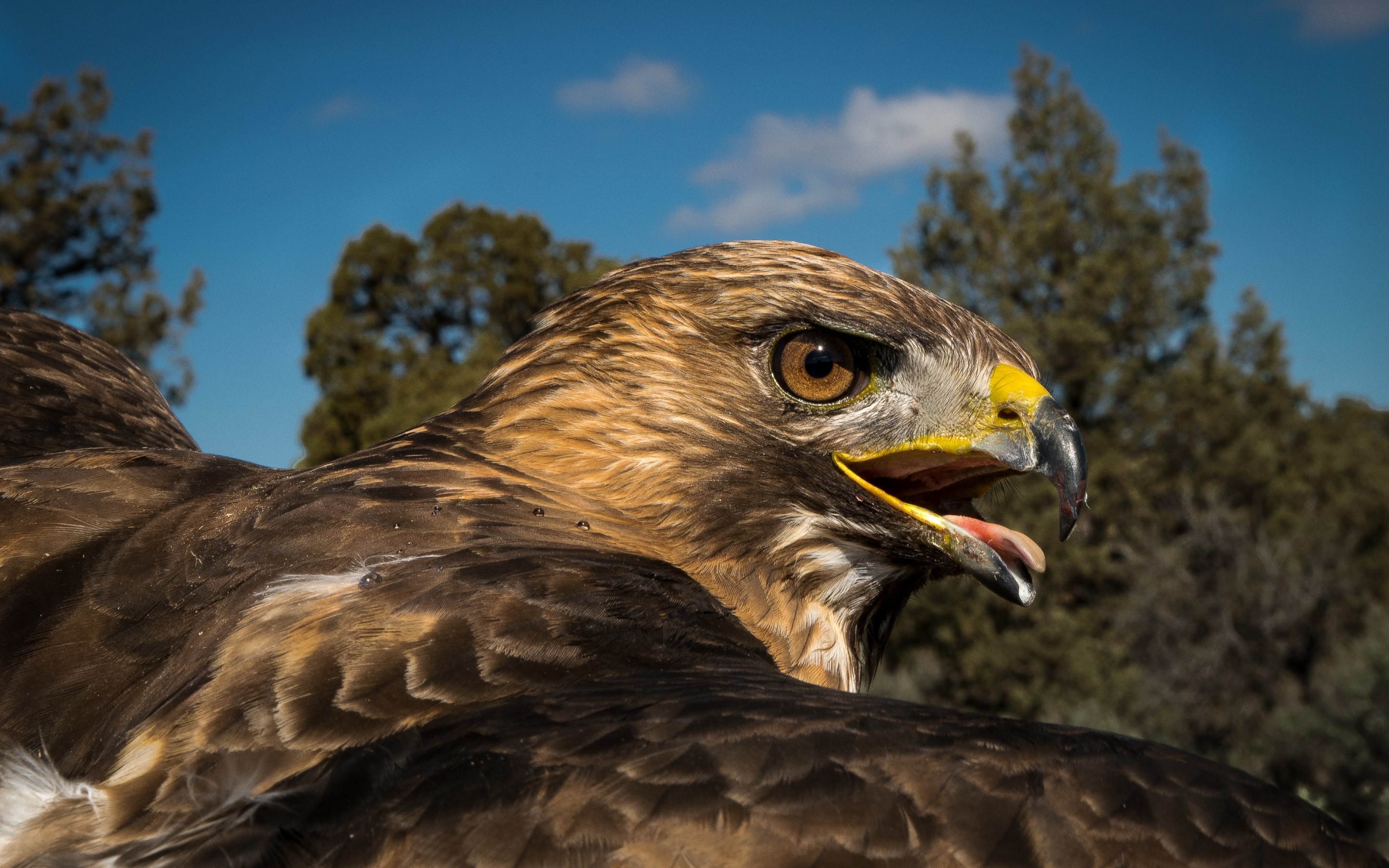 2880x1800 4K HD Wallpaper: Red-tailed Hawk Portrait