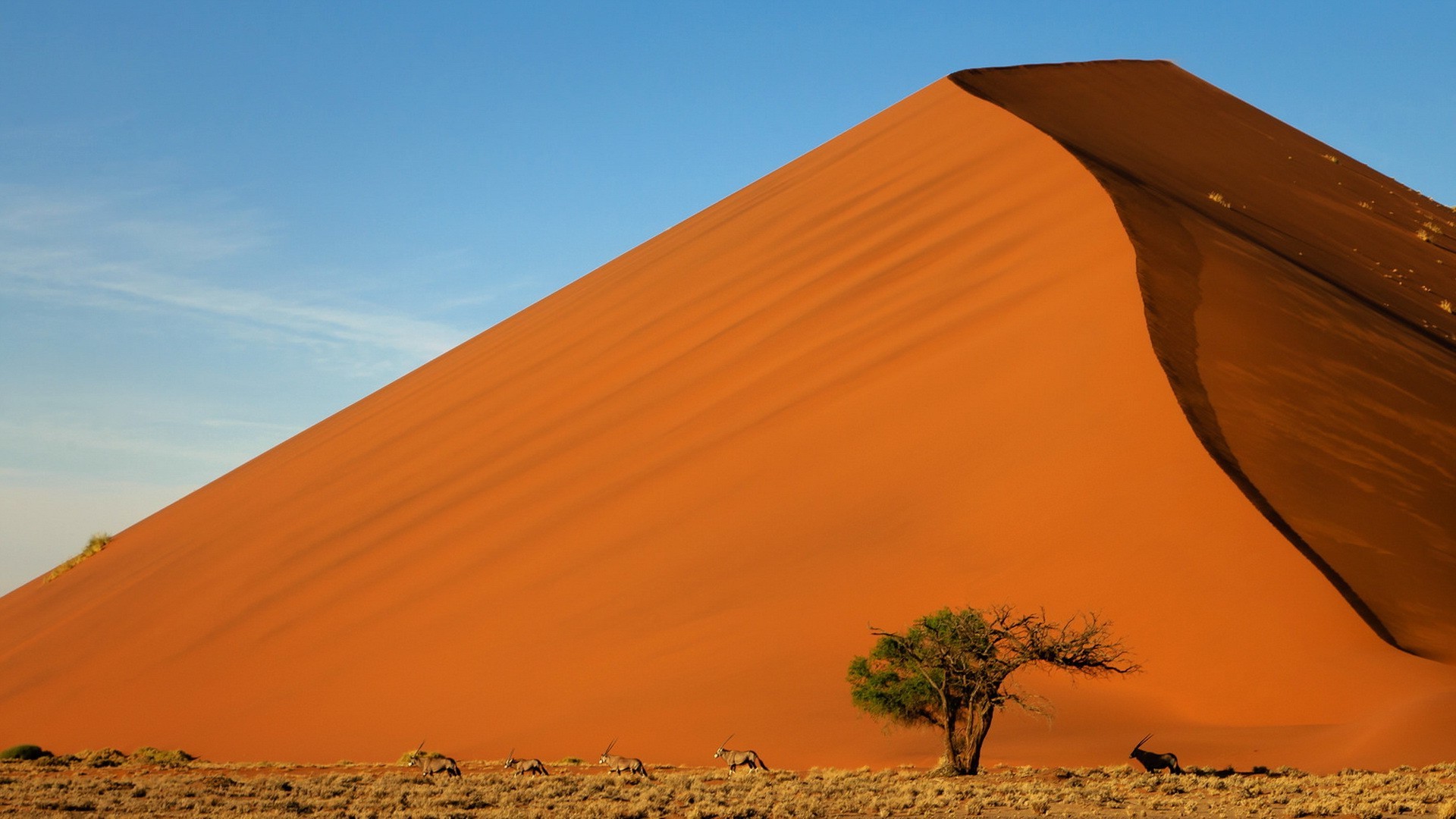 1920x1080 desert, Landscape, Sand, Dune, Animals Wallpapers HD / Desktop and Mobile  Backgrounds
