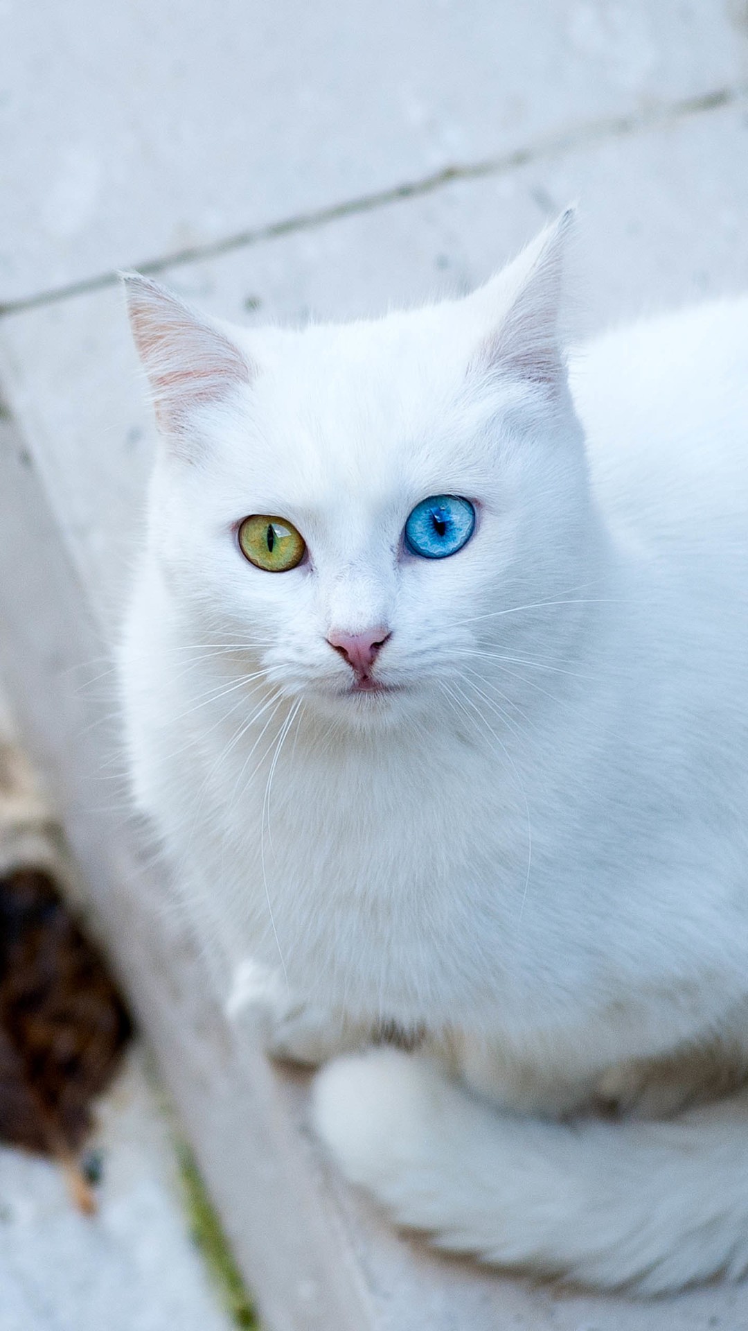 1080x1920 Cute white cat iPhone 7 wallpaper 10801920