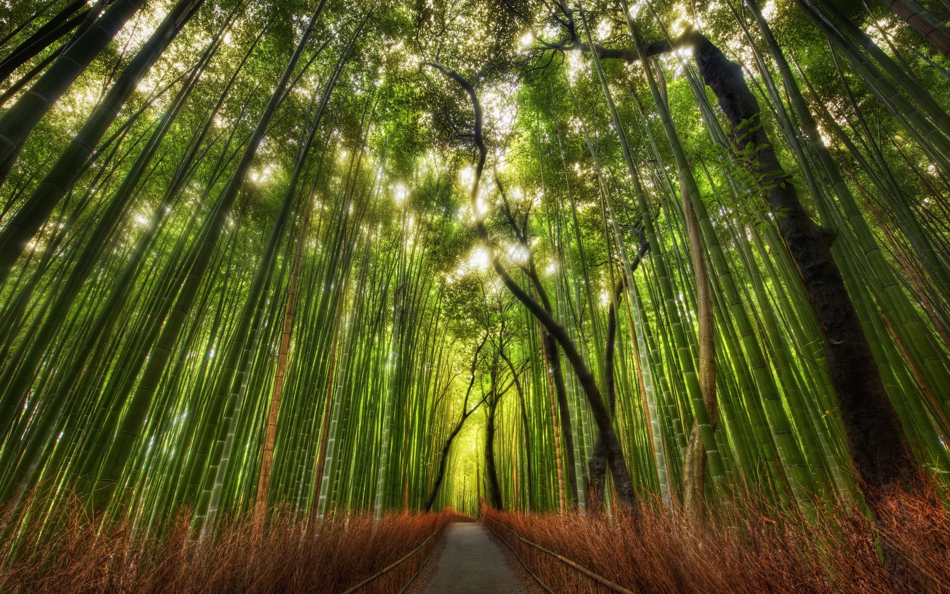1920x1200 The Bamboo Forest Wallpaper High Dynamic Range Nature