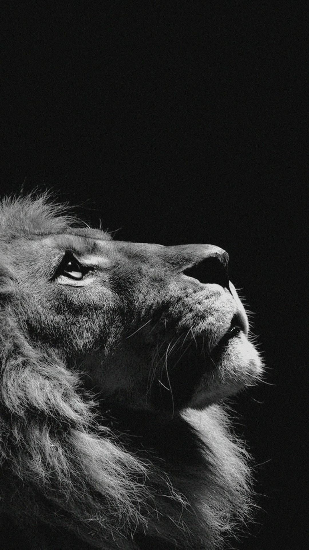 1080x1920 wallpaper.wiki-Lion-Looking-Sky-Animal-Nature-Dark-