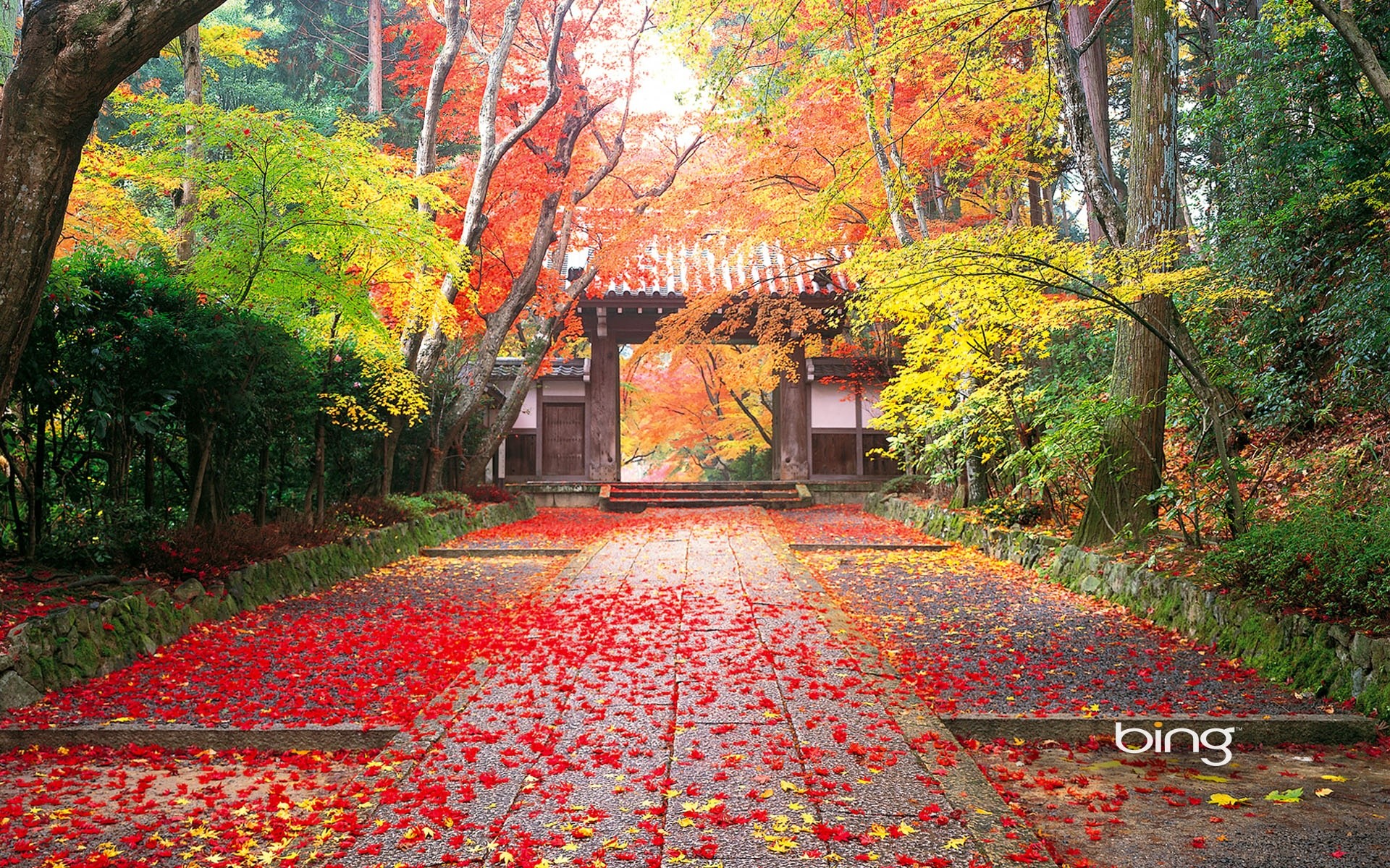 1920x1200 Autumn in Japan