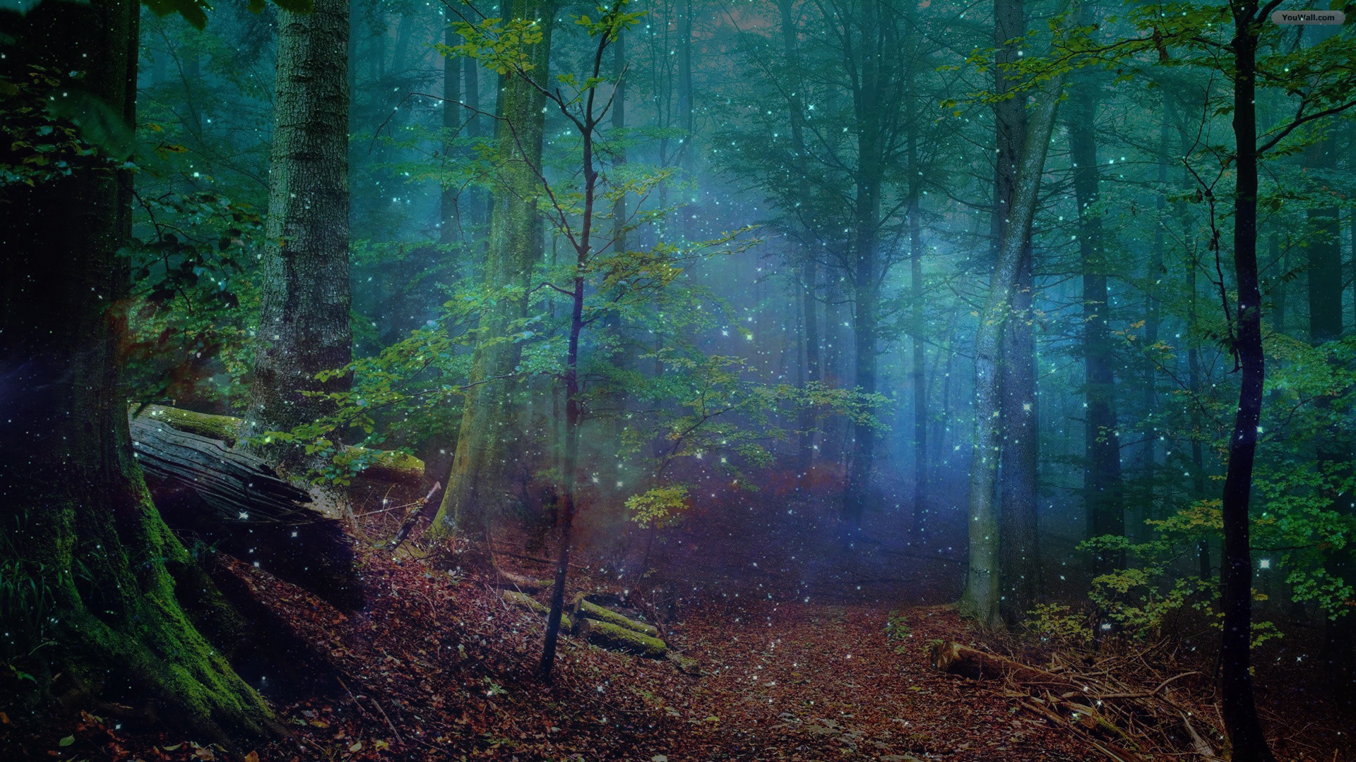 1920x1080 Quality 1813.7 Kbytes, Mysterious forest | Q:35223019