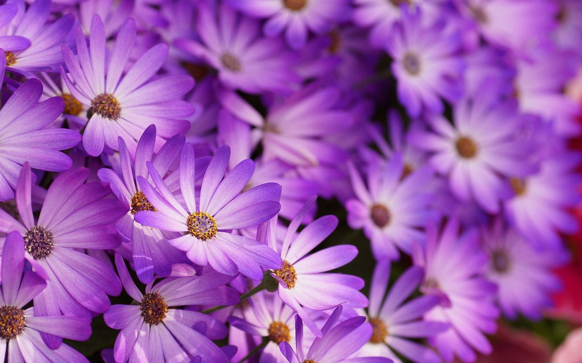1920x1200 Purple Flowers Wallpapers - Full HD wallpaper search - page 8