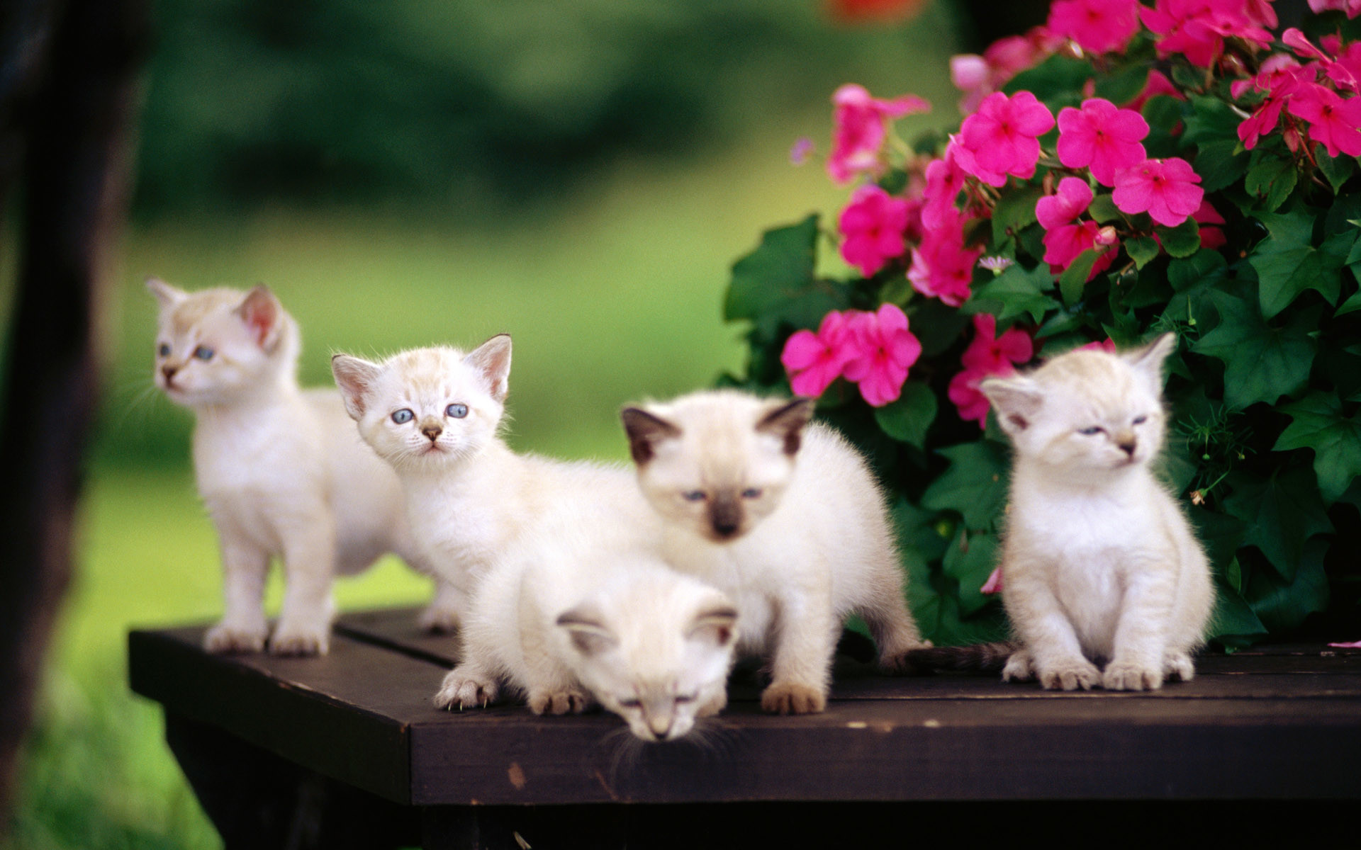 1920x1200 Cute Baby Cats And Dogs