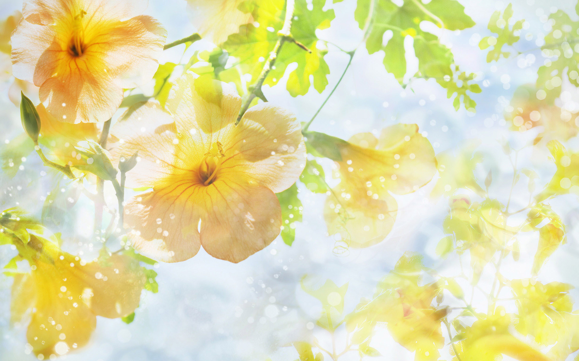 1920x1200 Yellow flowers sunshine hd Wallpapers | Pictures