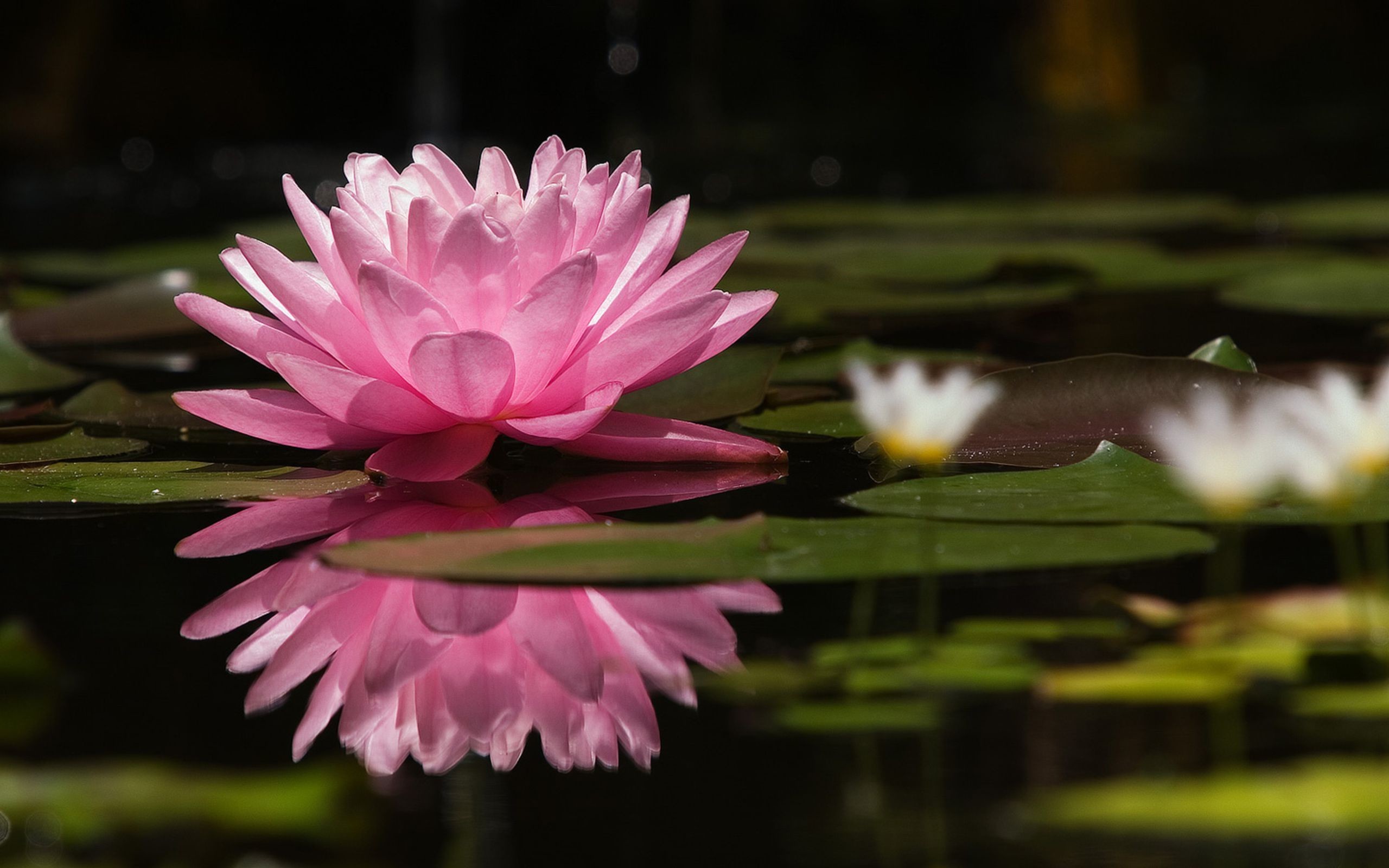 2560x1600 Water Lily Flower Wallpapers