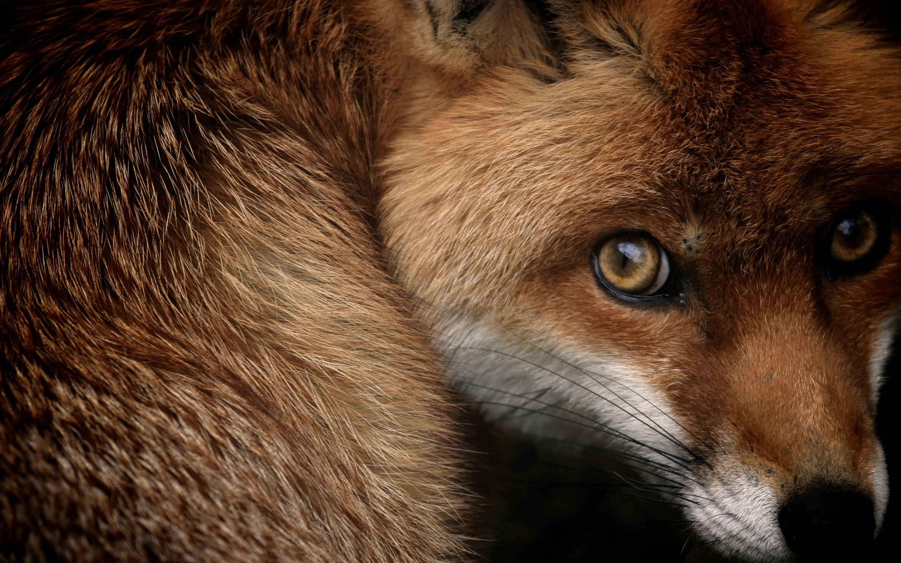 2880x1800 Red fox