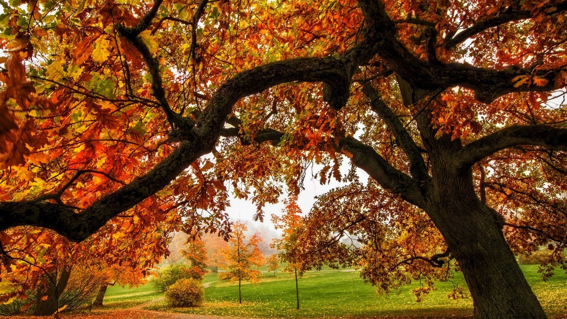 1920x1080 #442200 Color - Leaves Autumn Park Path Forest Nature Fall Colors Walk  Trees Splendor Colorful