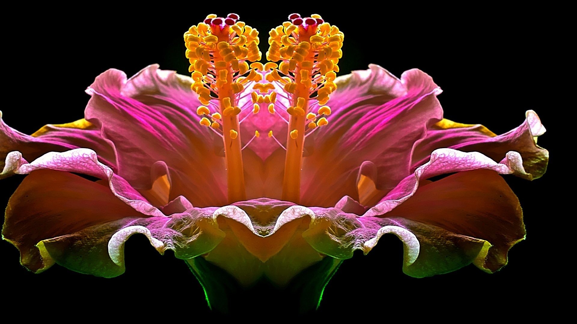 1920x1080 November 18, 2016 - Caring Colorful Heart Glow Hibiscus One Flowers Loving  Romantic Desktop Backgrounds
