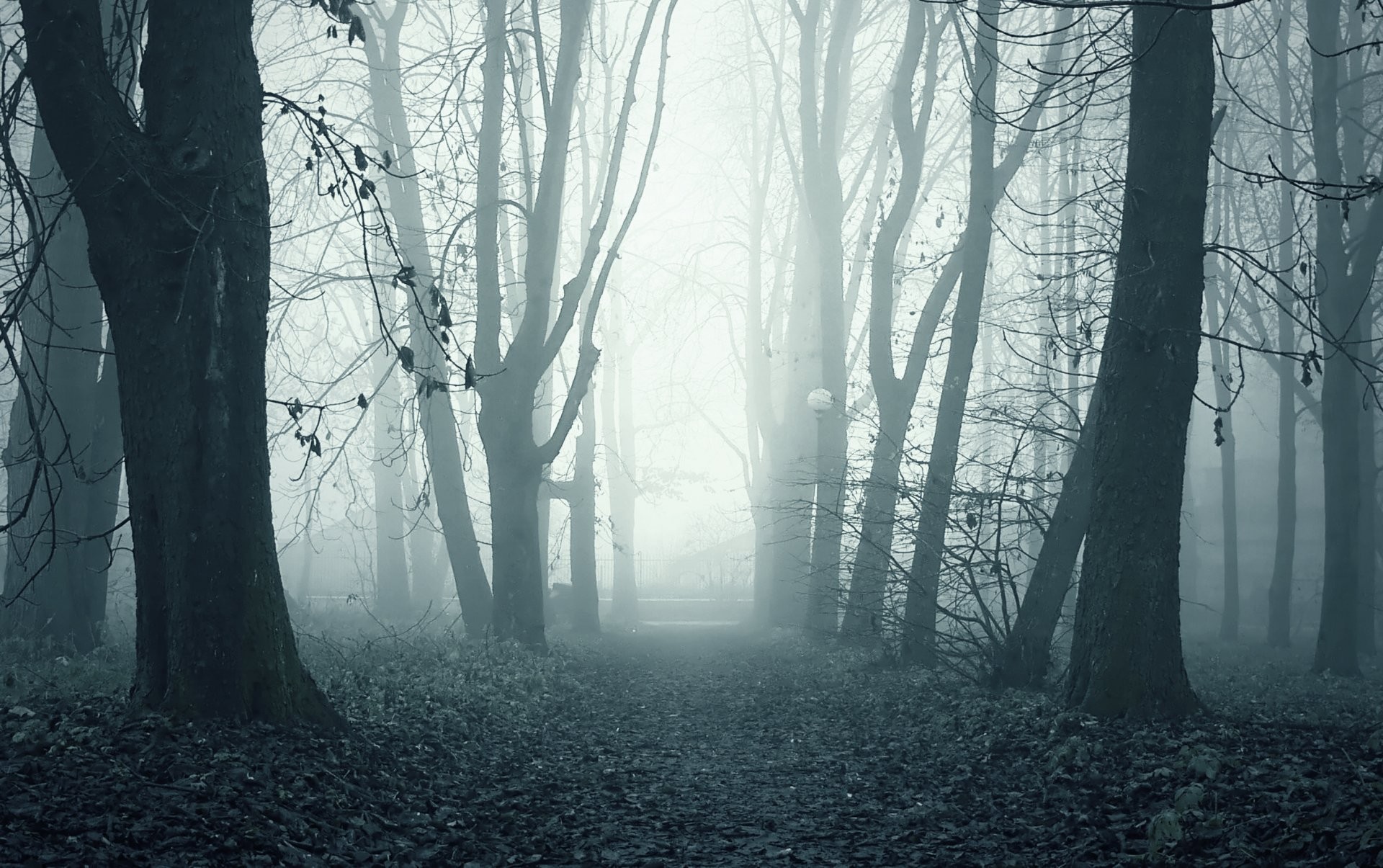 1920x1205 morning fog alley park ghostly path