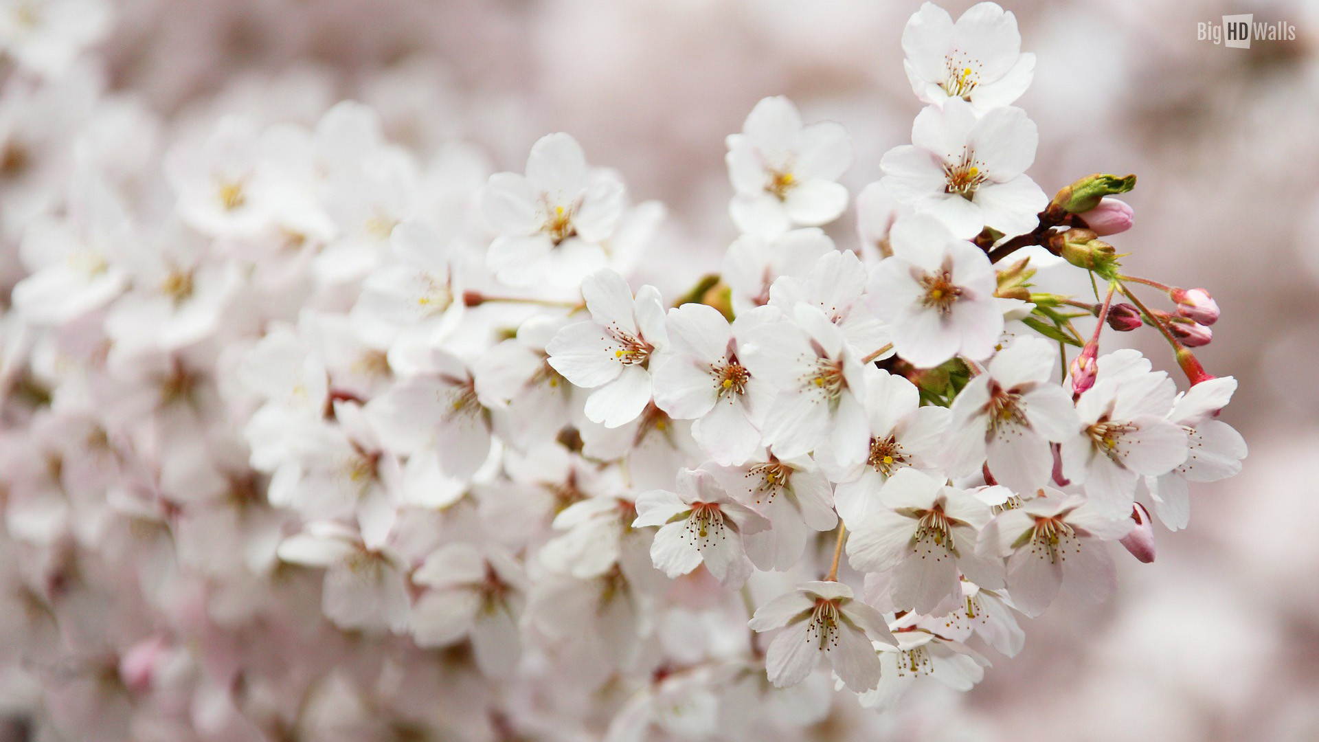 1920x1080 beautiful-spring-flower-background