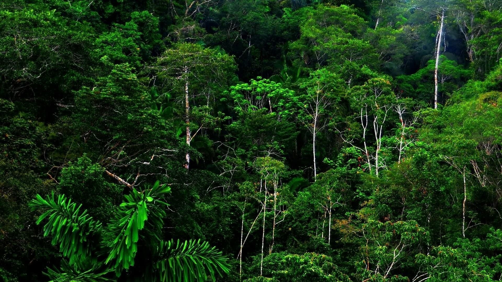 1920x1080 Rainforest Tag - Green Rainforest Jungle Forests Nature Jungles Superb Forest  Wallpapers For Desktop Free Download