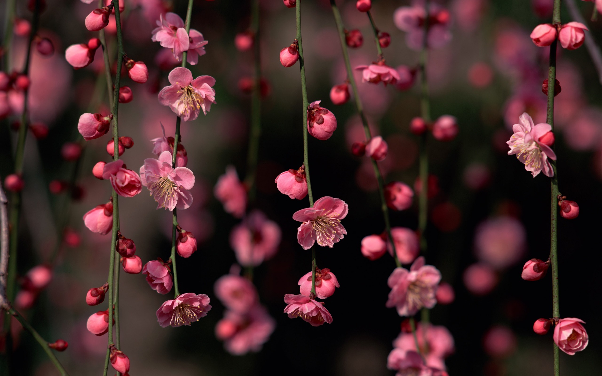 2560x1600 wallpaper.wiki-Pink-Flowers-Image-PIC-WPD001304