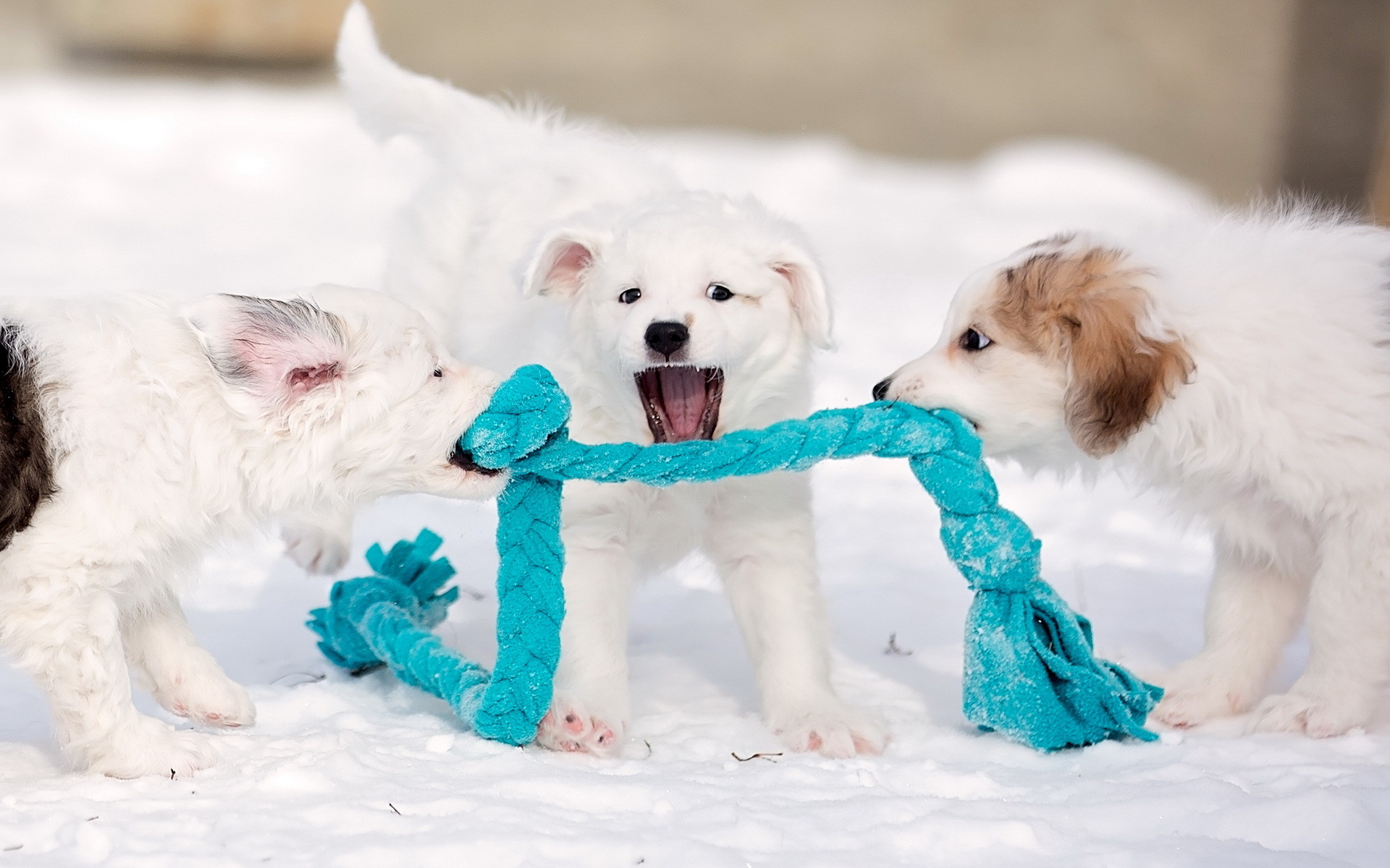1920x1200 Cute Wallpapers Dogs Puppies
